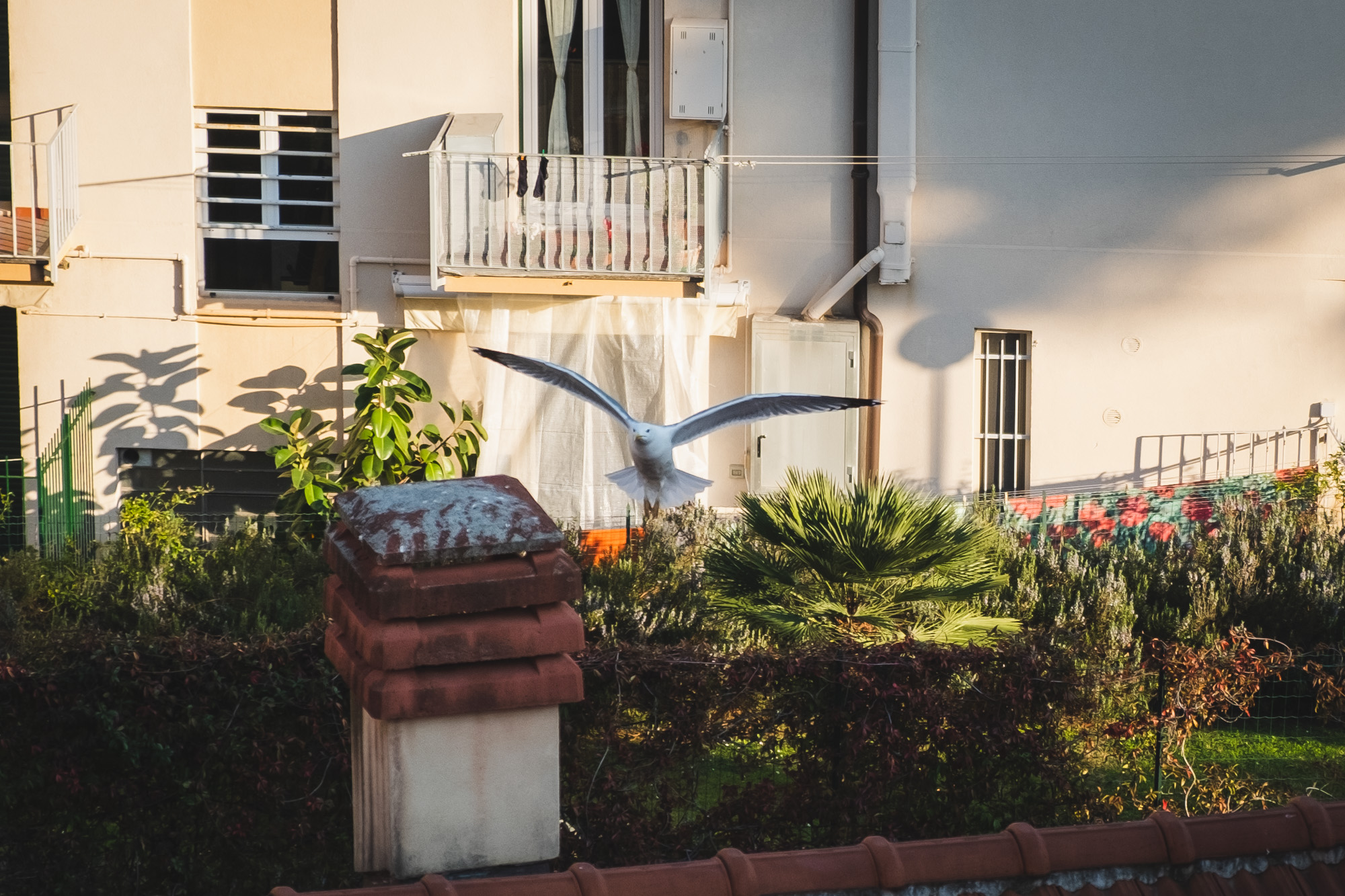 The flight of the seagull 2