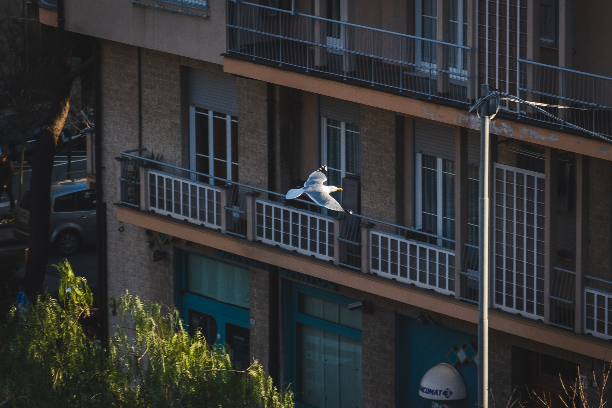 The flight of the seagull 3