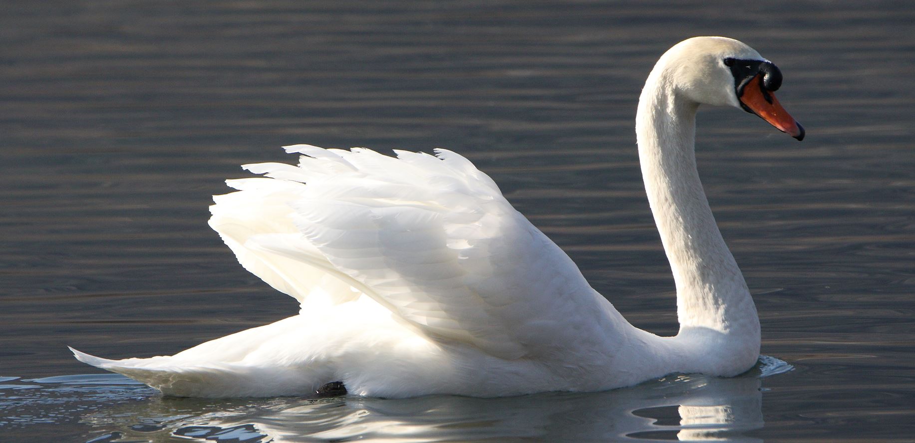 swan 13-02-2022