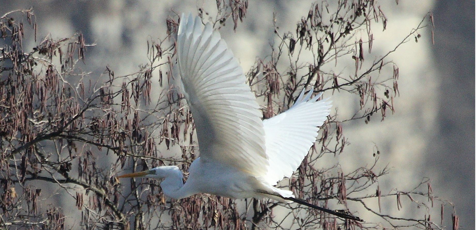 major white 31-01-2022