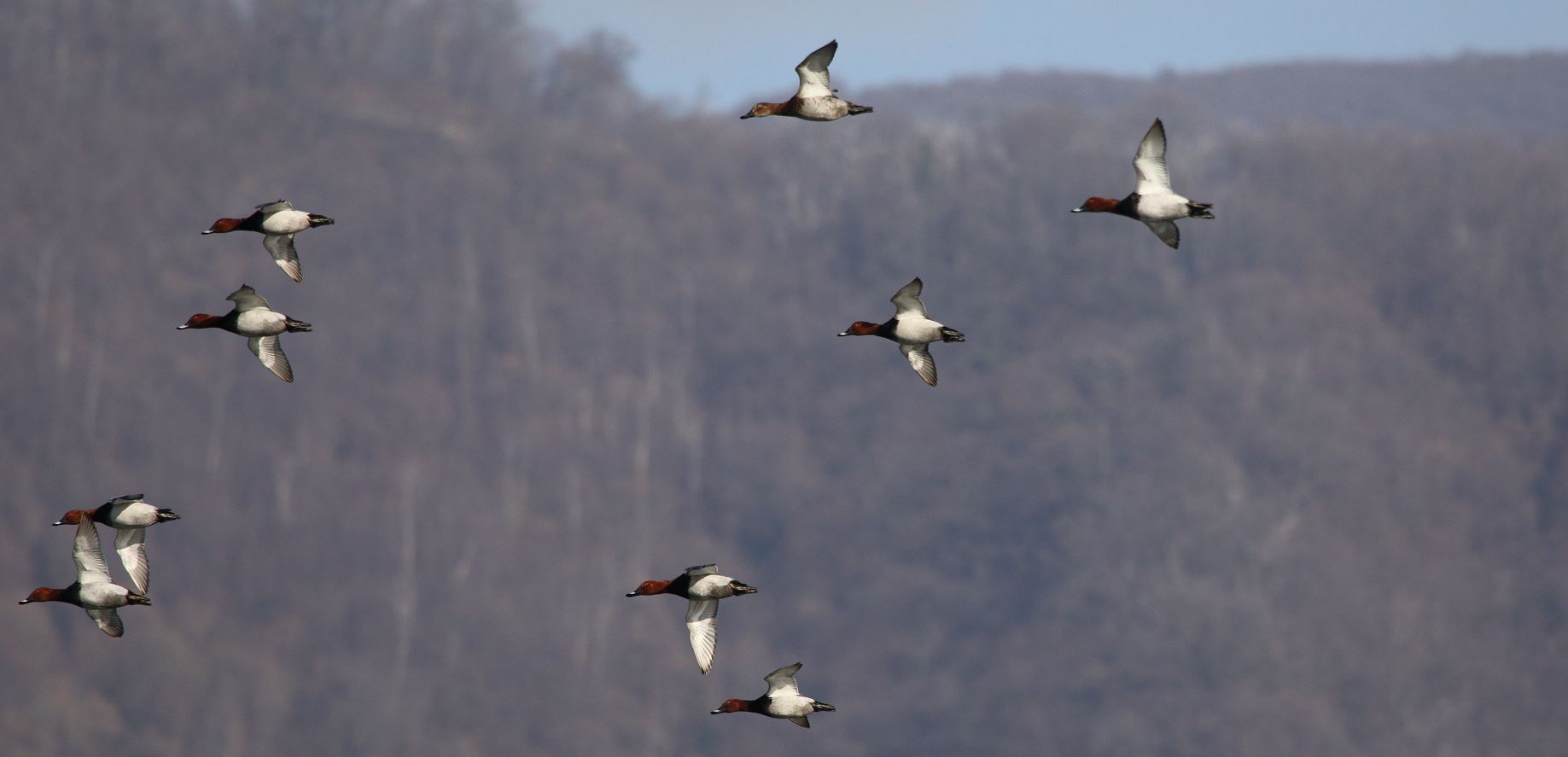 moriglioni in flight 31-01-2022