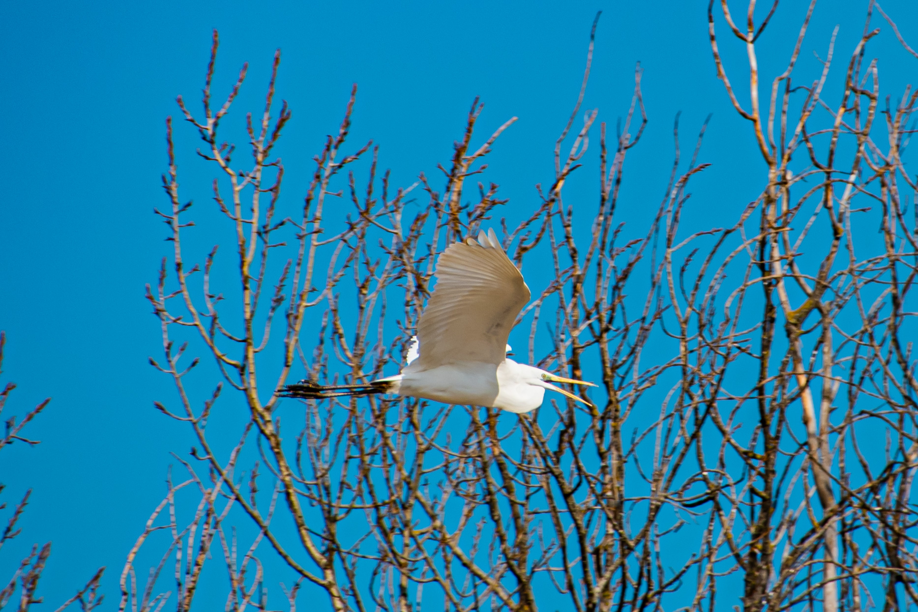 Airone Bianco Maggiore