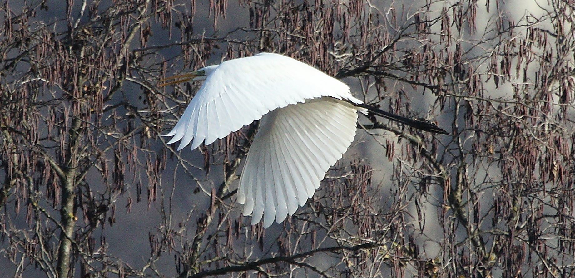 major white 31-01-2022