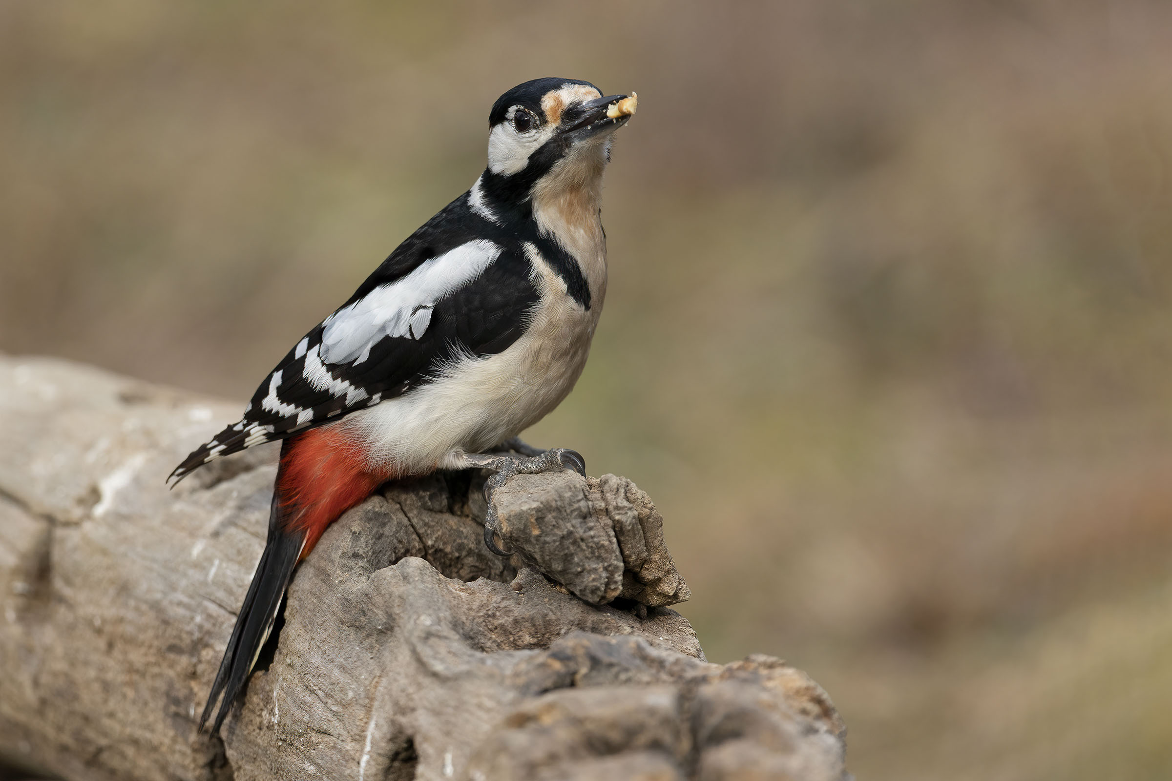 L'ultima noce (Picchio rosso maggiore)