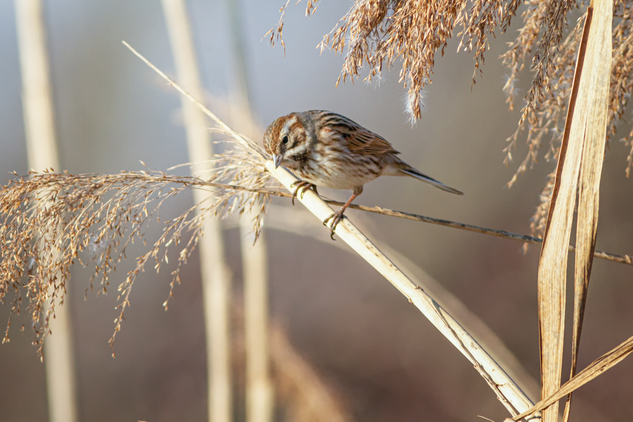 Migliarino di palude (F) - Italy
