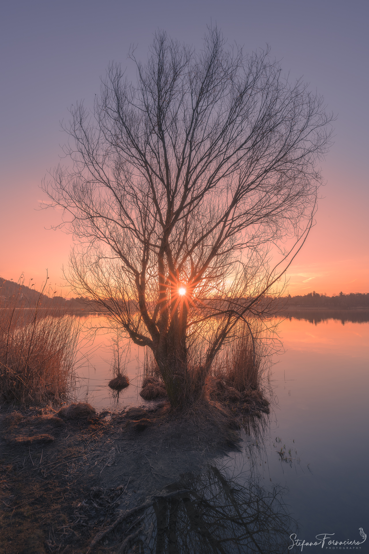 Sunrise Tree