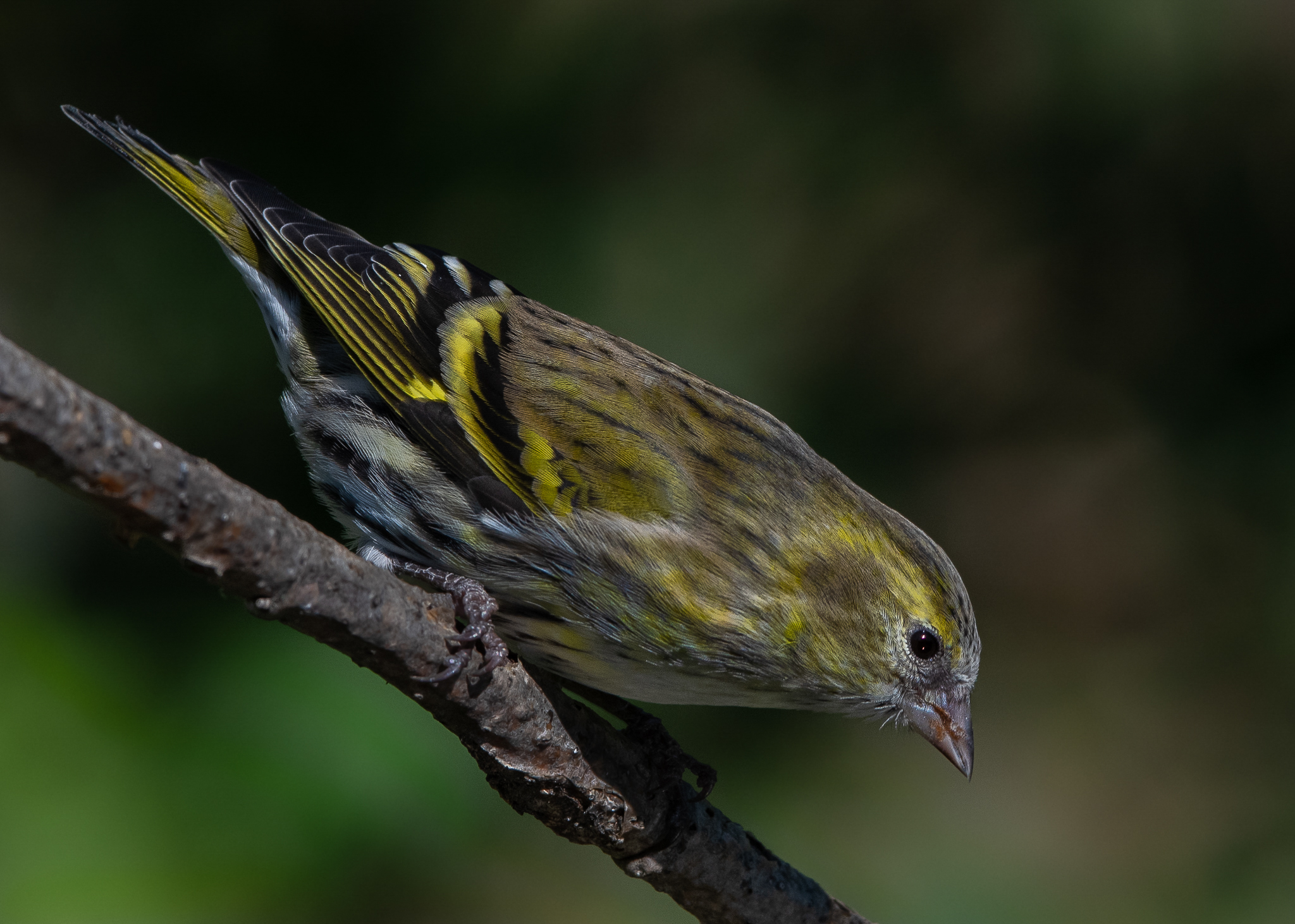 Lucherino molto attivo