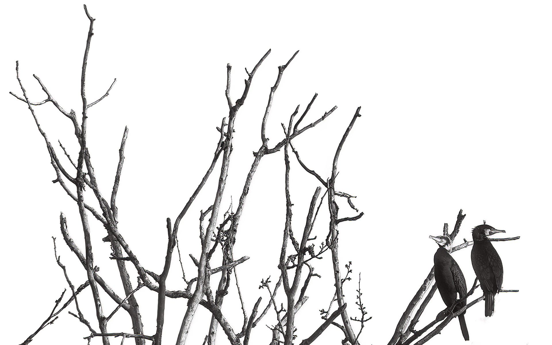 Cormorants