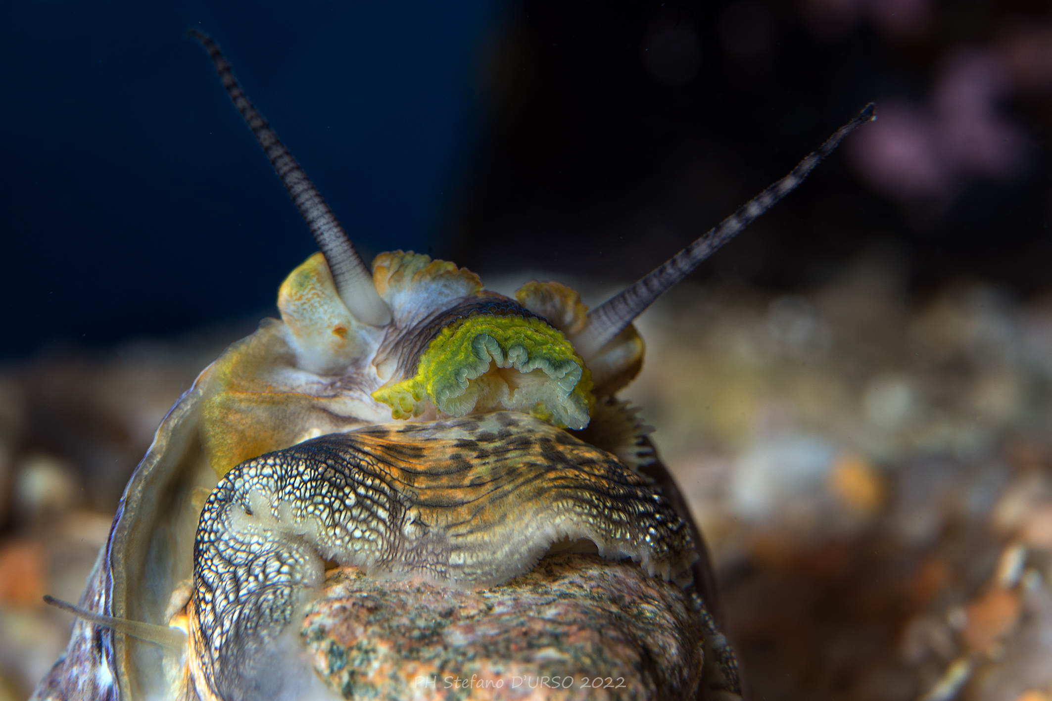 ...semplicemente caracolo....