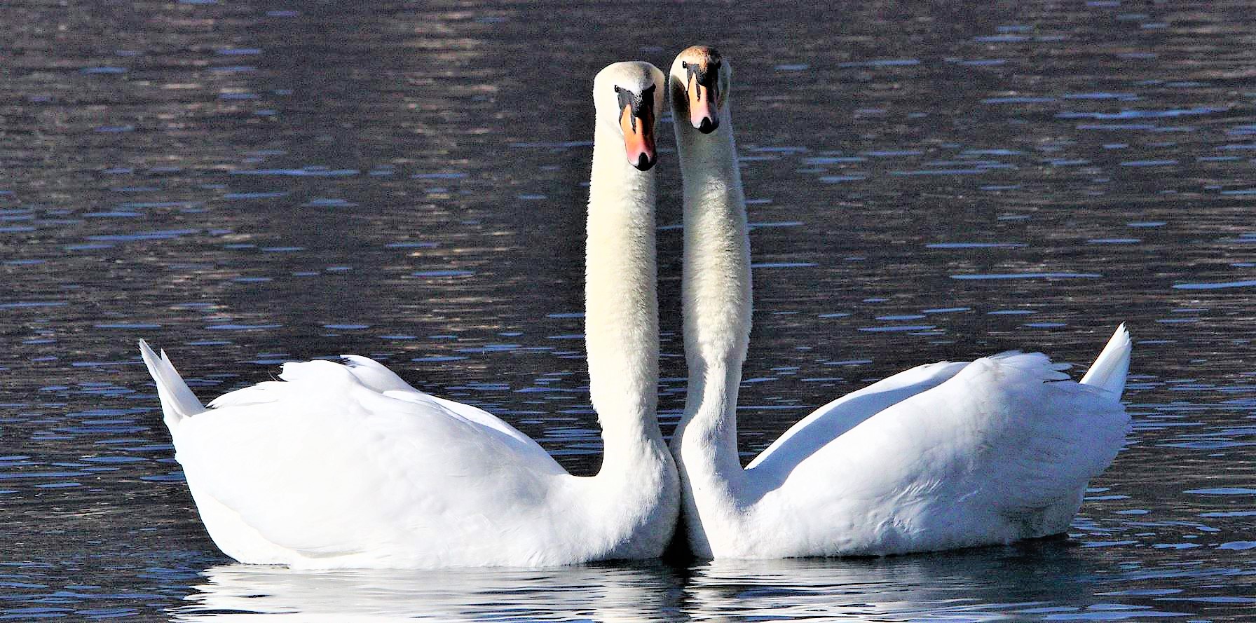 swans in love 12-02-2020