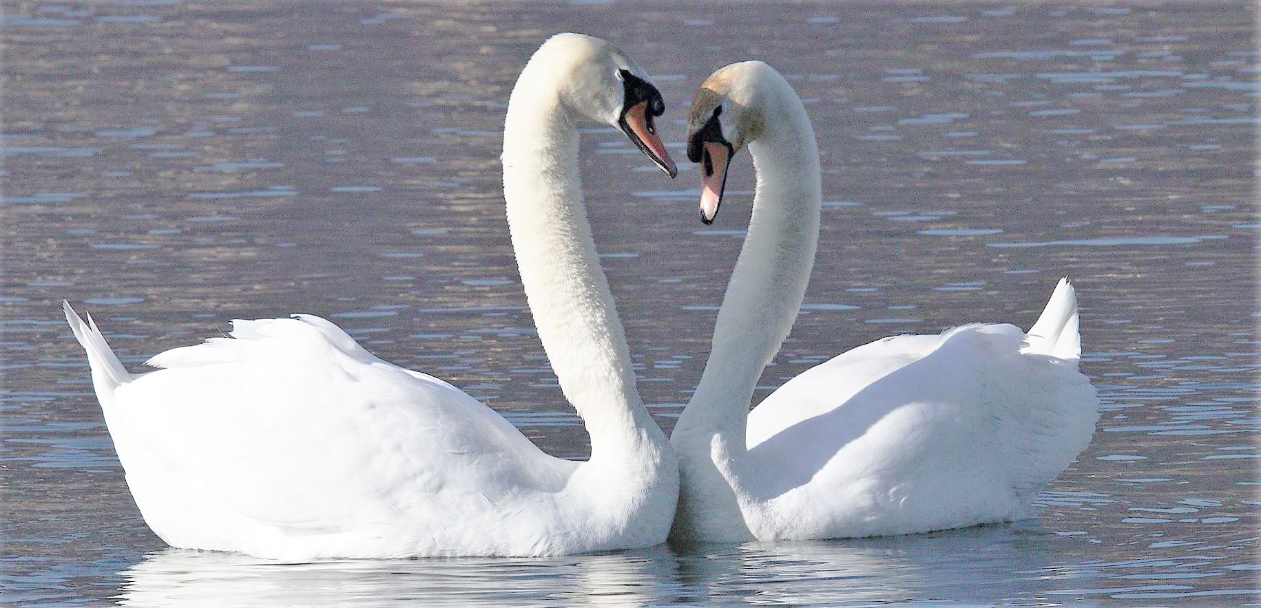 swans in love 12-02-2020