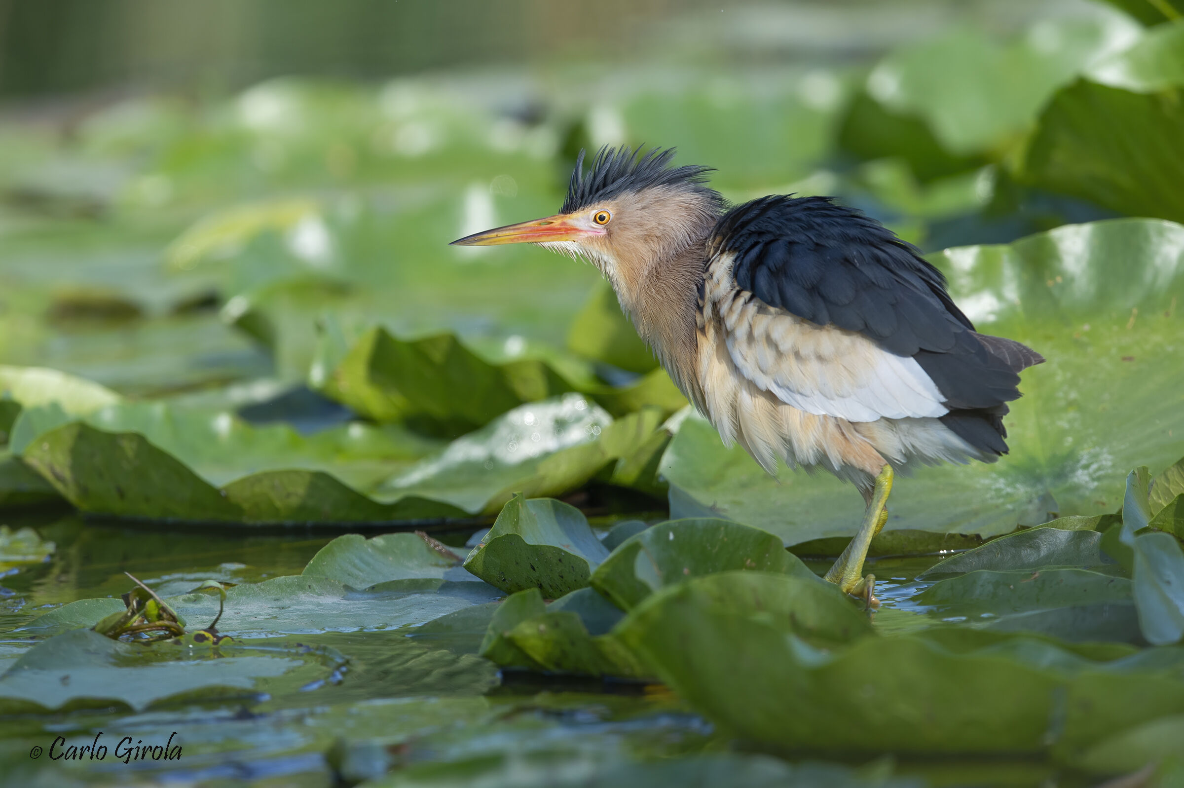 Tarabusino (Ixobrychus minutus)