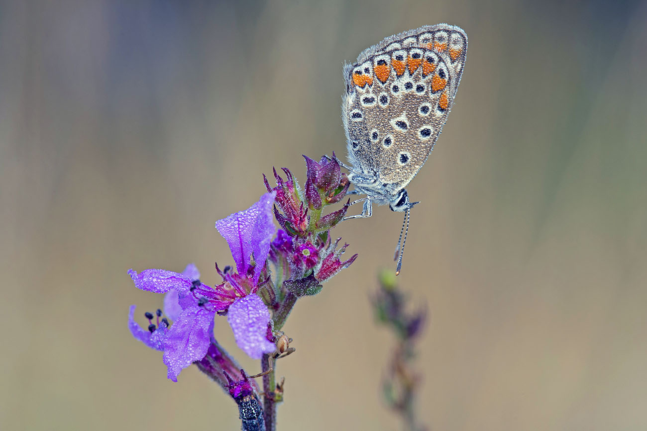 Polyommatus icarus