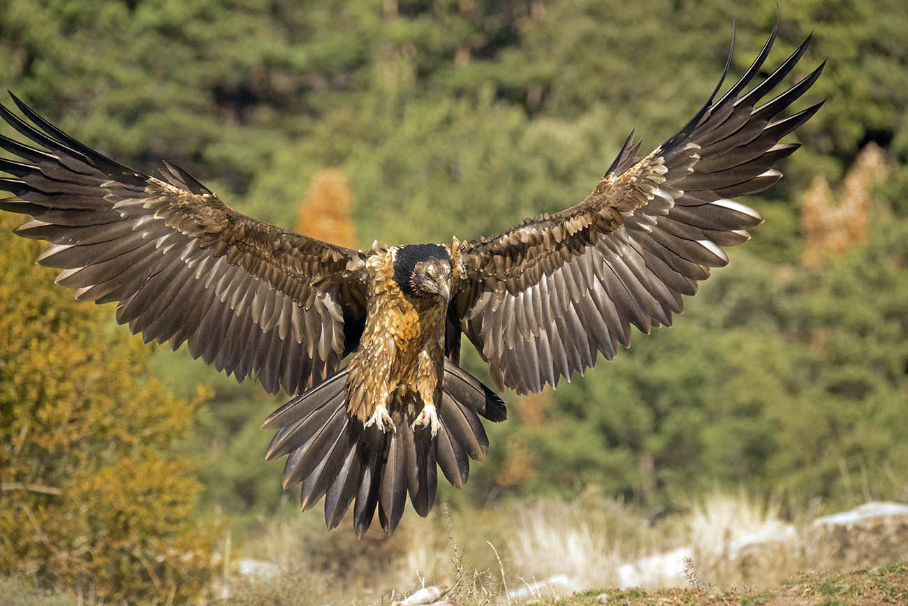 Immature bearded vulture