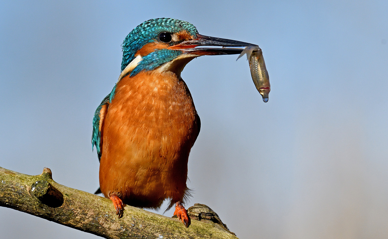 Kingfisher