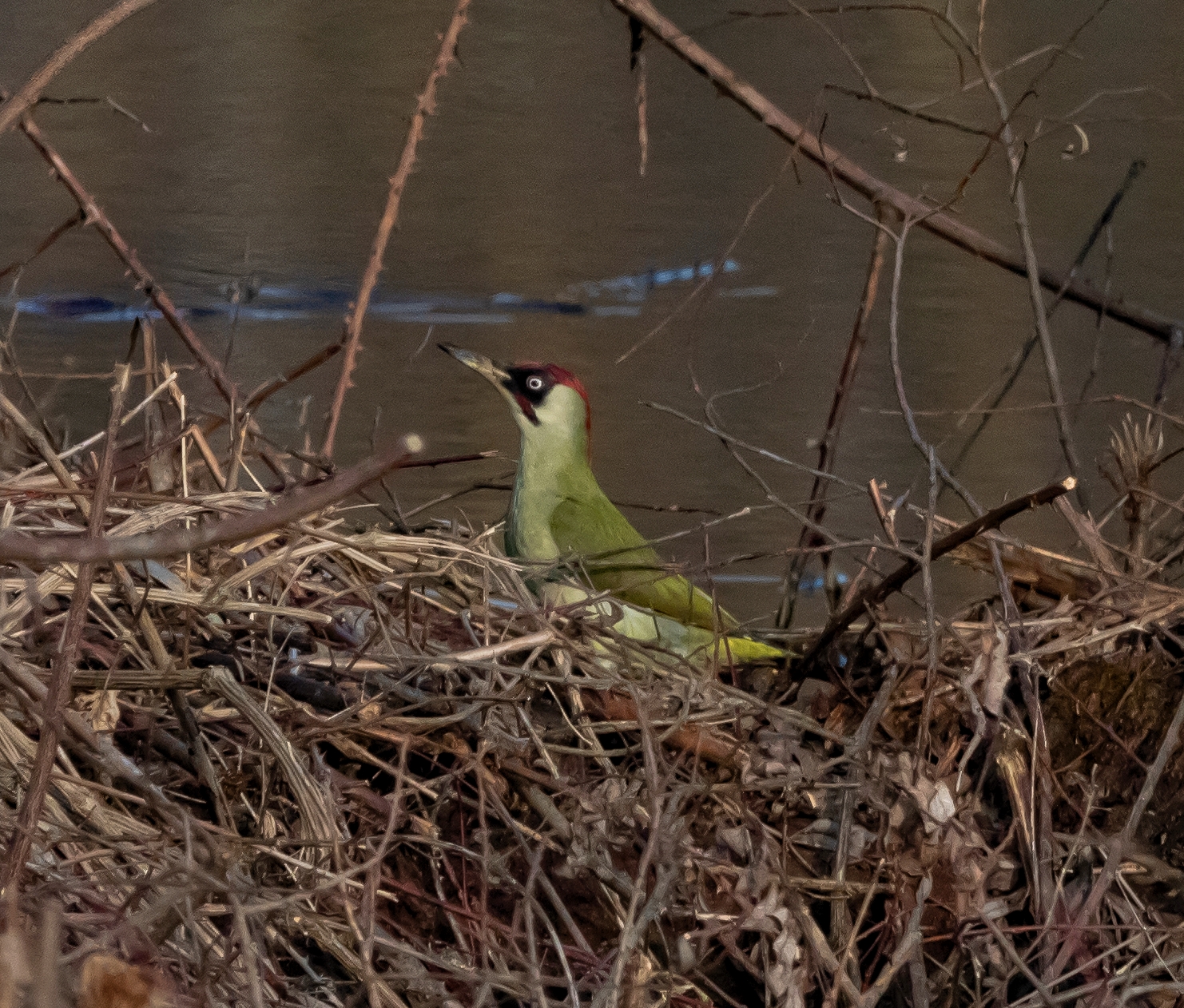 Male green woodpecker parked Oasi Lipu 4/02/2022