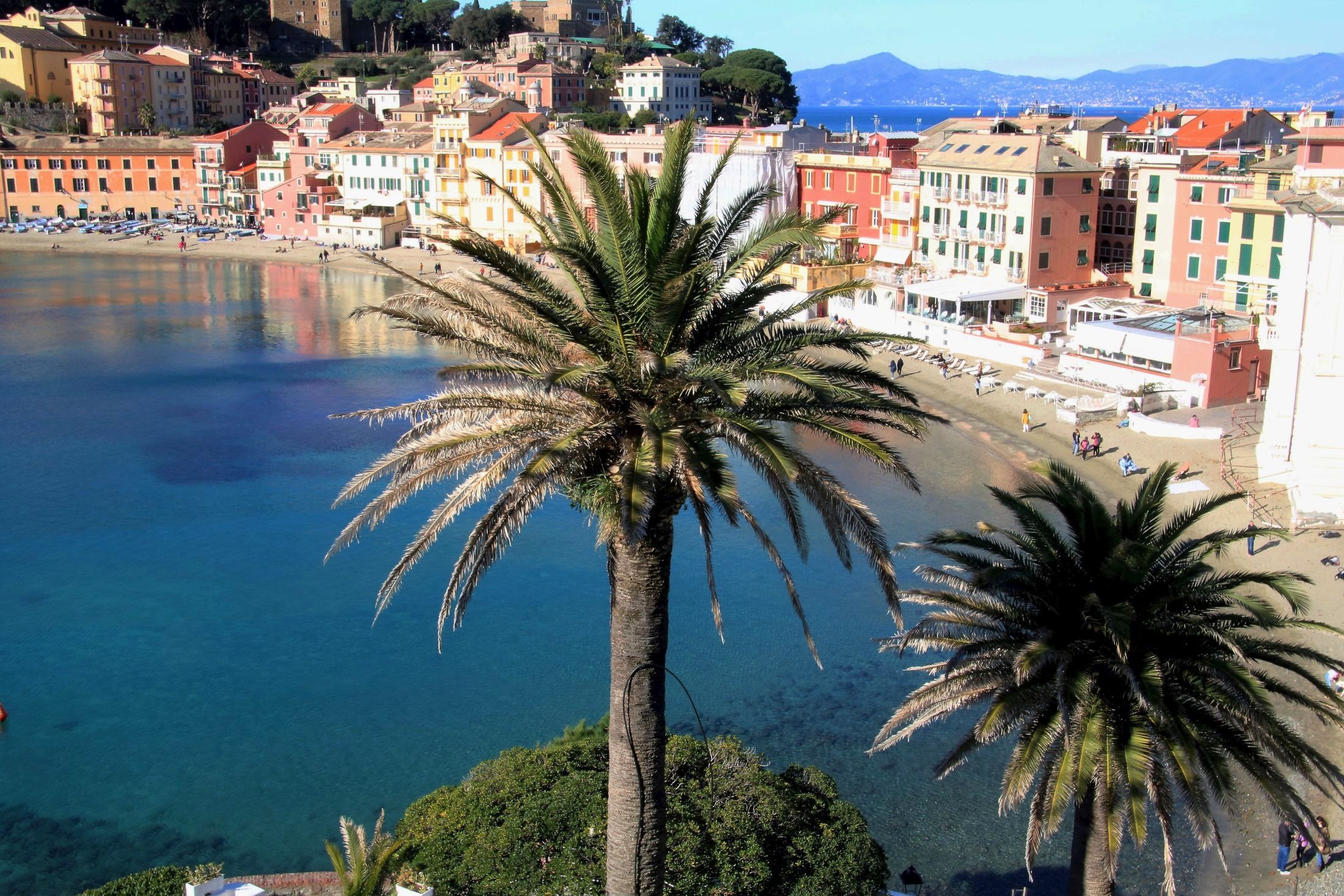 Due palme