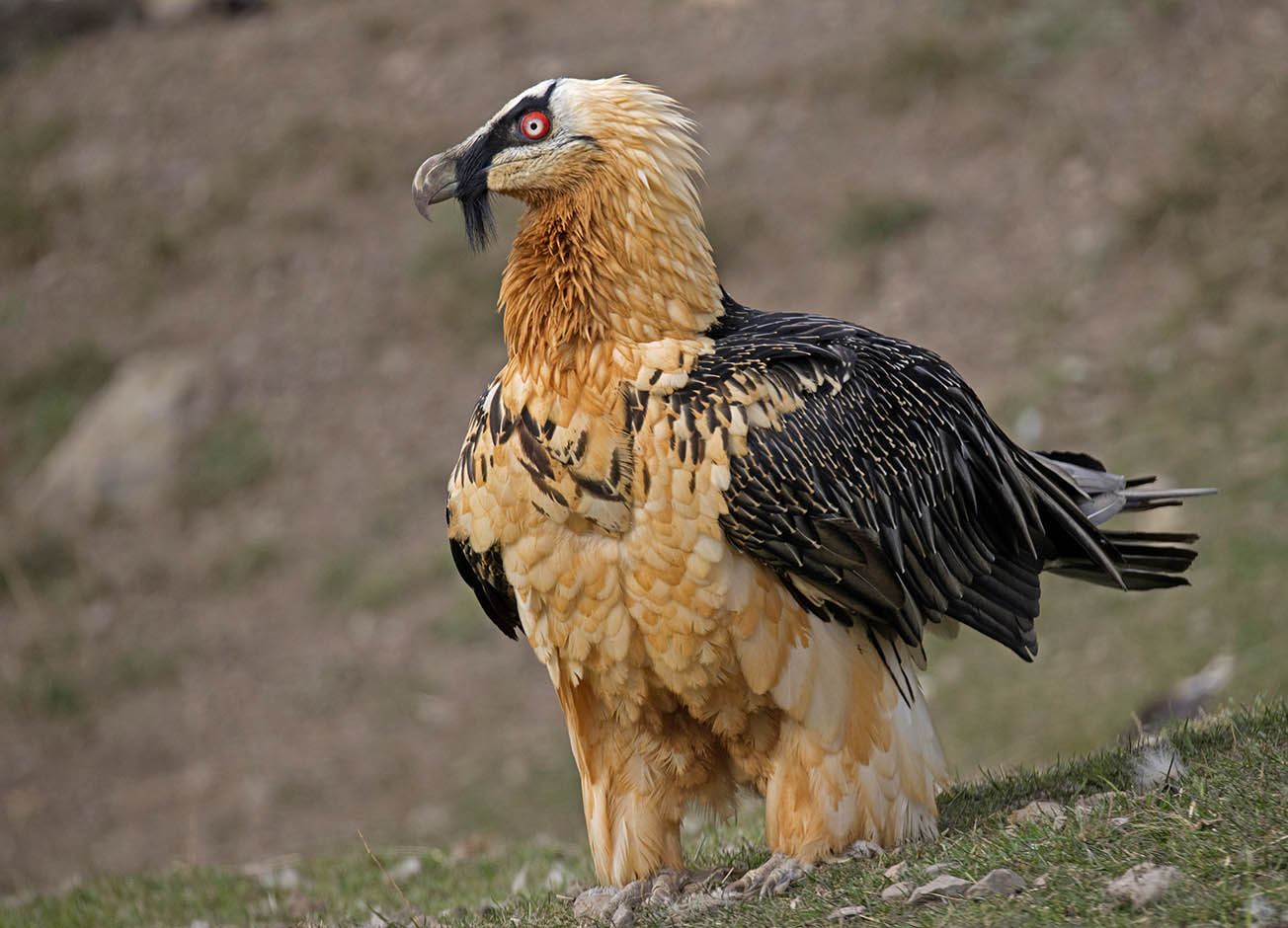 Portrait of bearded vulture