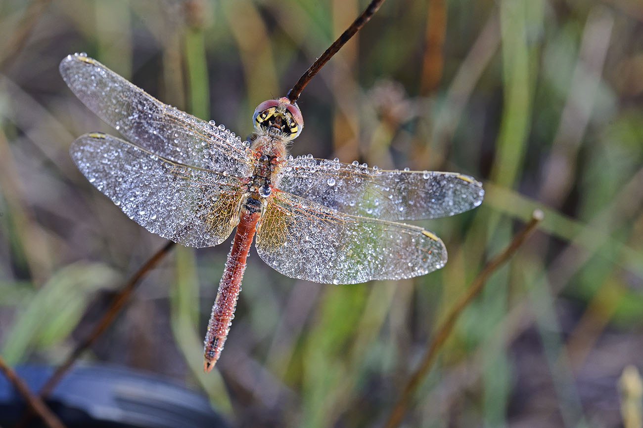 Sympetrum sanguineum