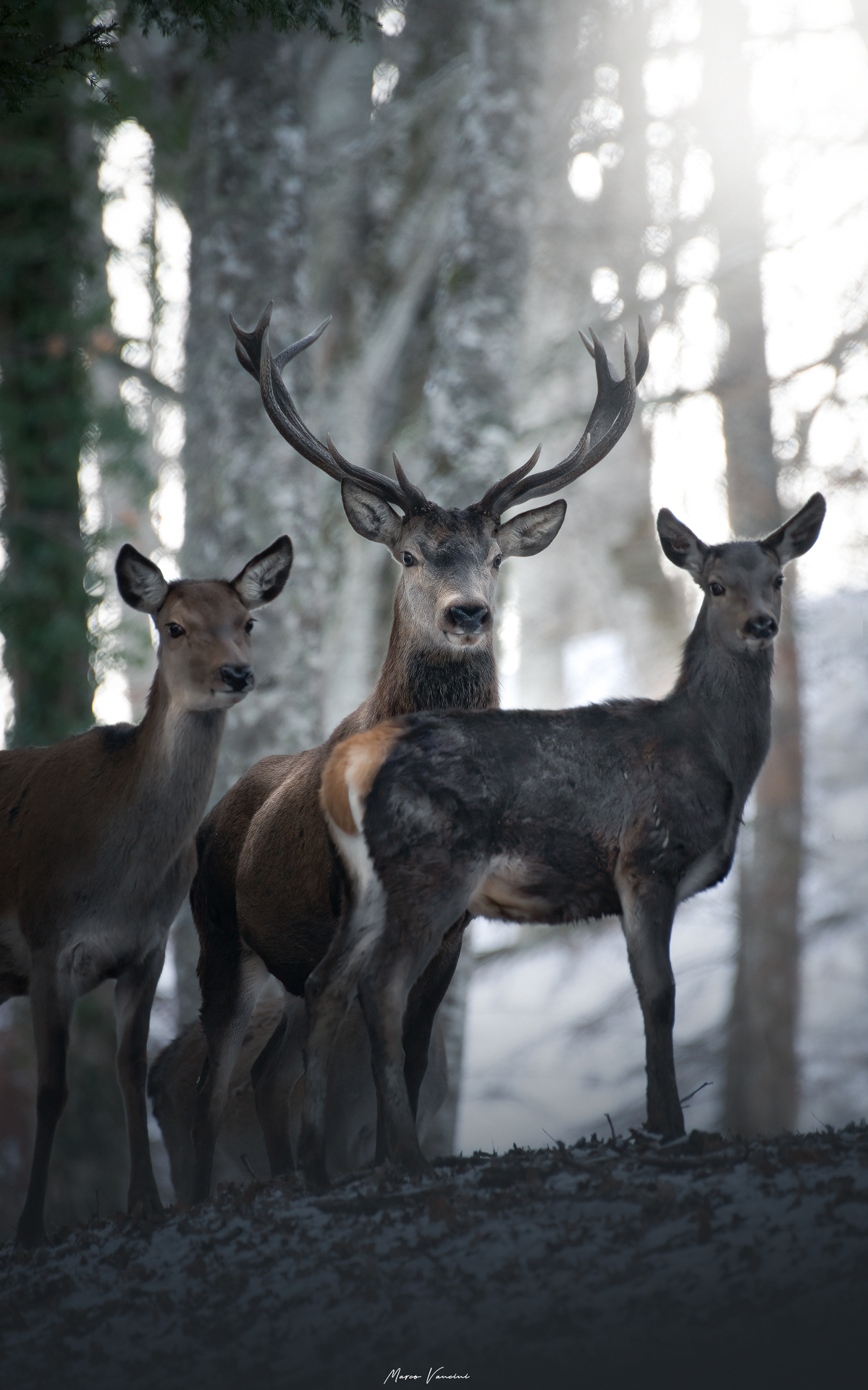 Nel bosco delle fiabe