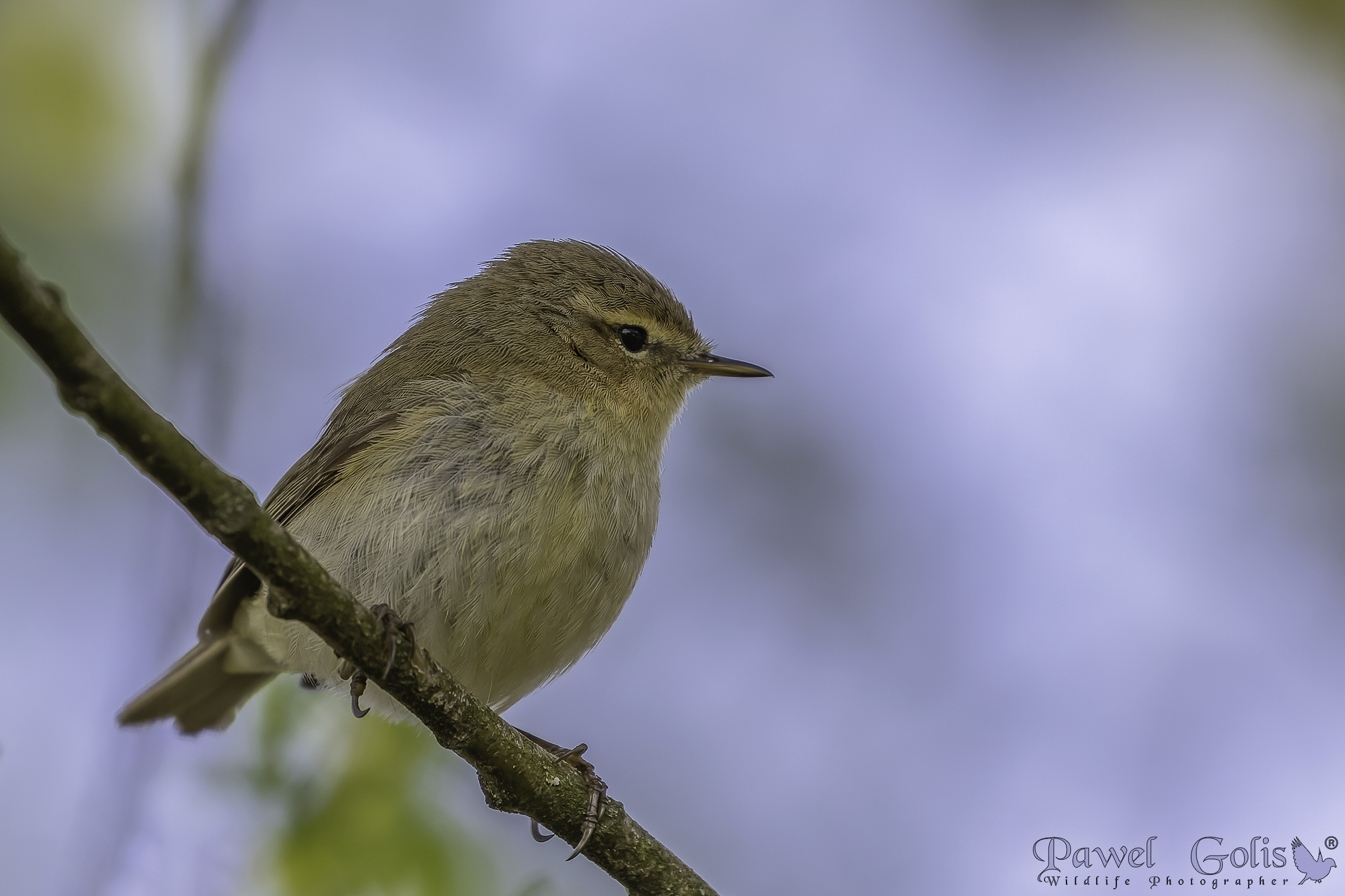 Chiffchaff comune (Phylloscopus collybita)