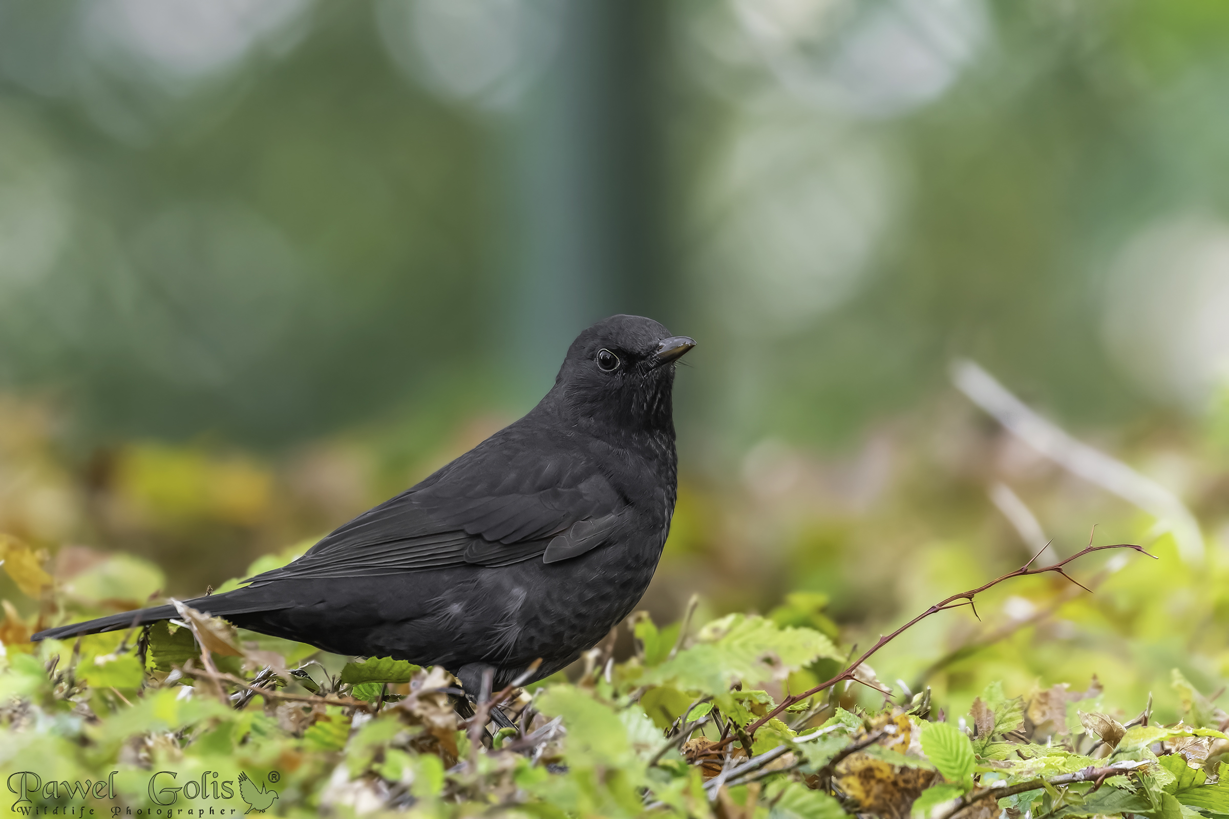 Merlo comune (Turdus merula)