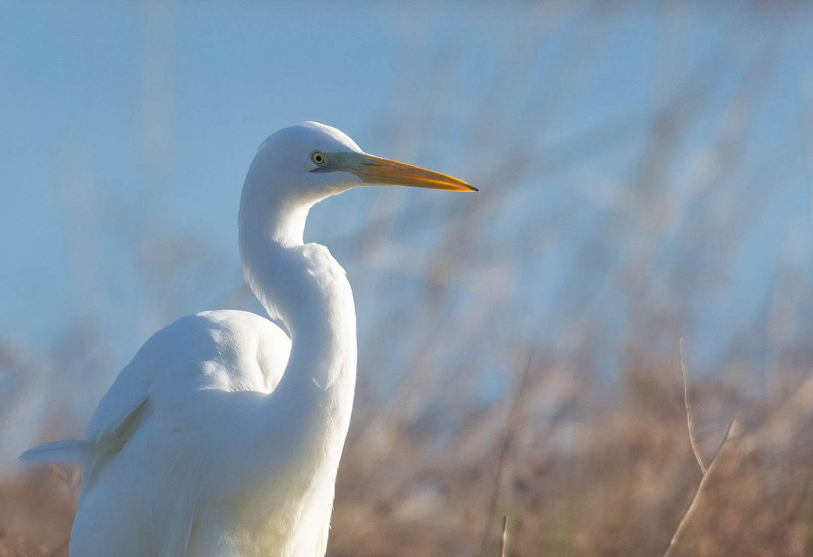 Portrait of a white man