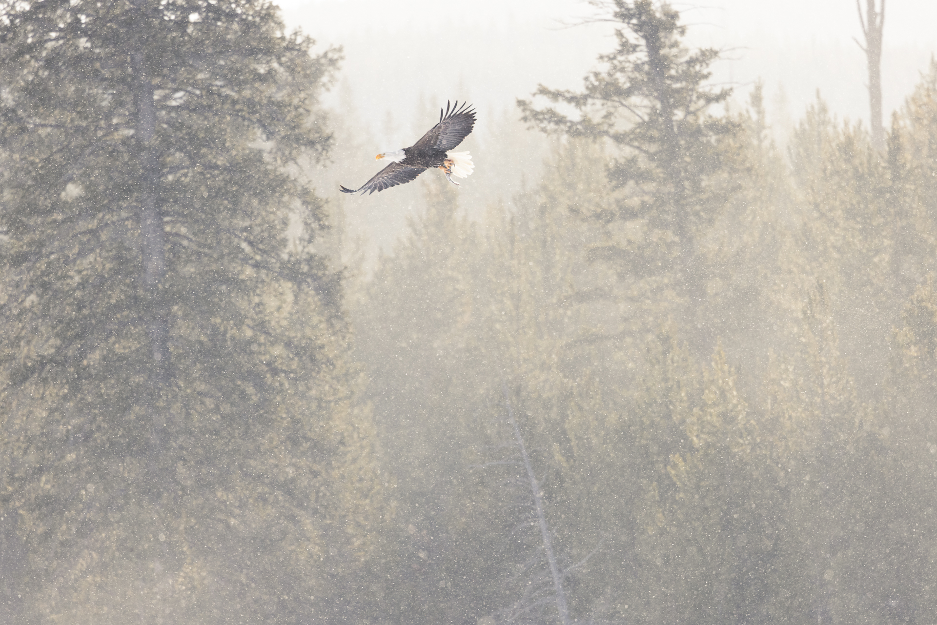 Aquila calva americana con preda