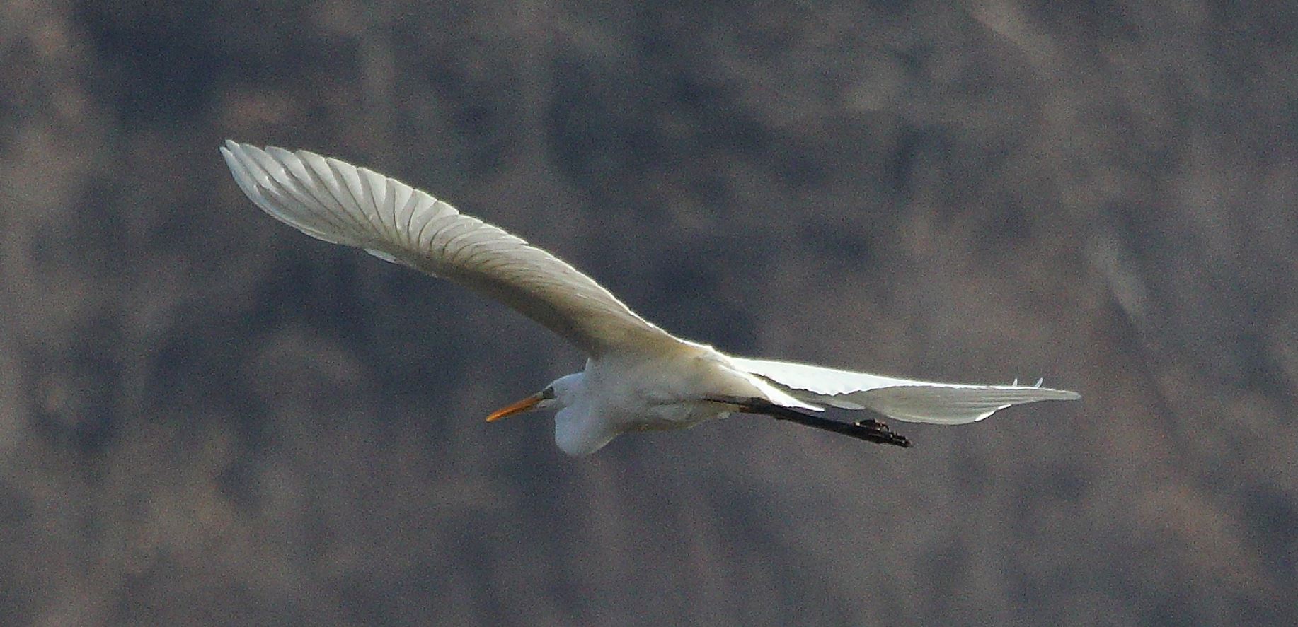 major white 31-01-2022