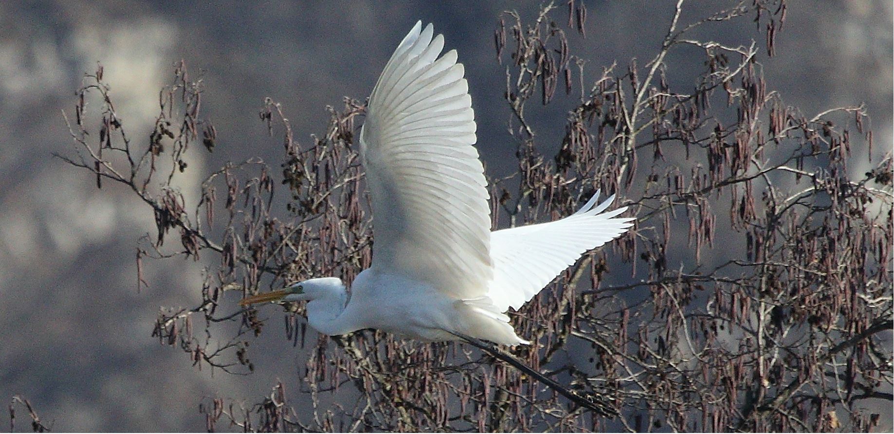 major white 31-01-2022