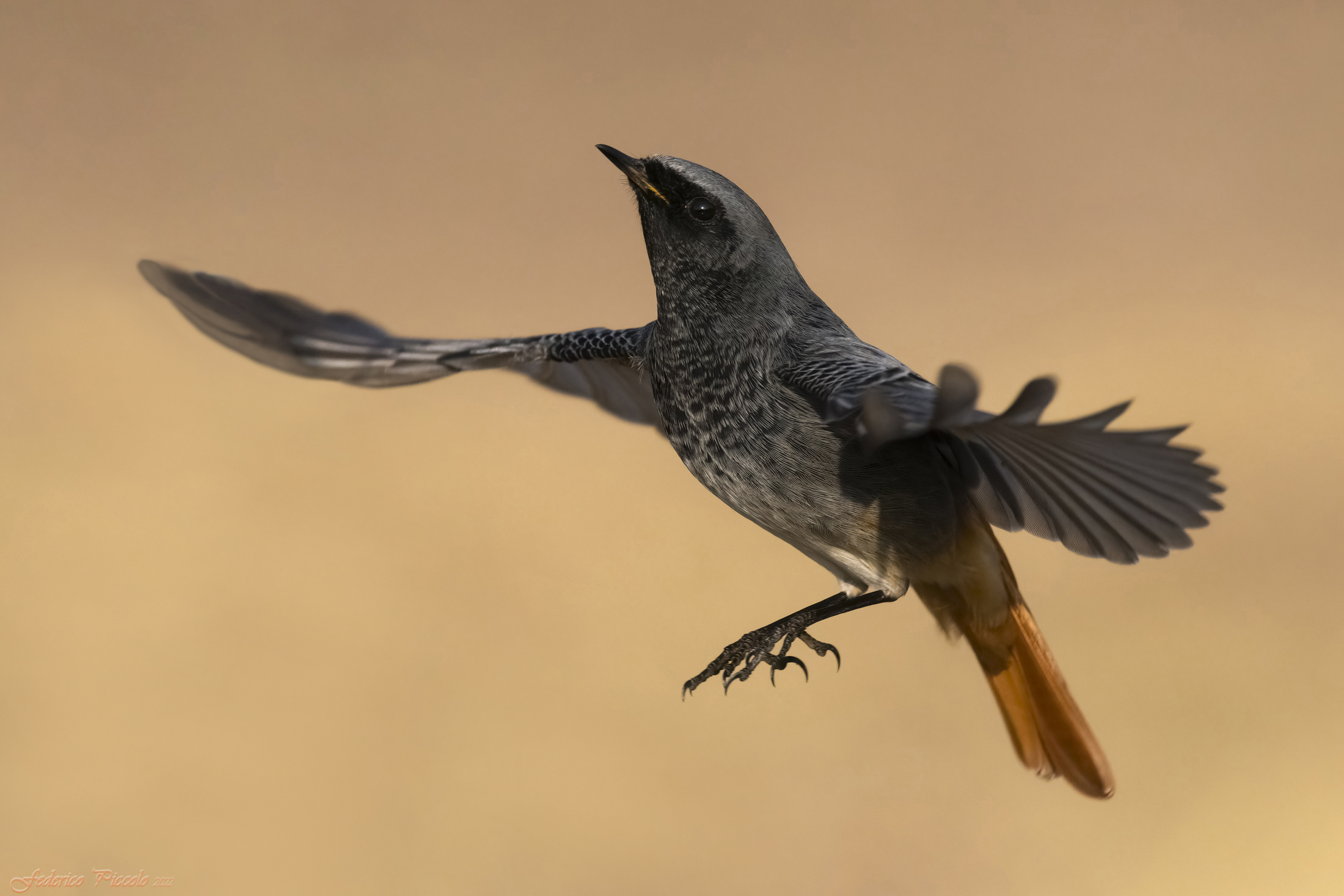 Black redstart