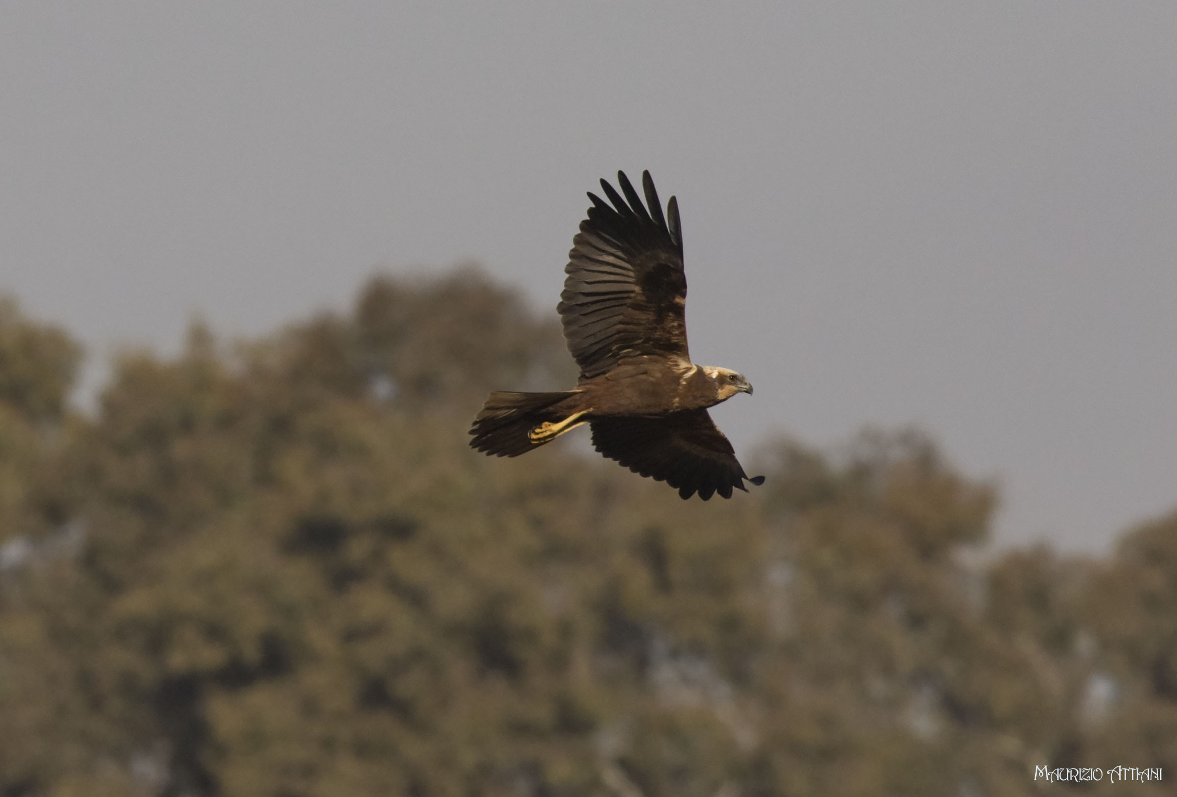 Falco di palude femmina