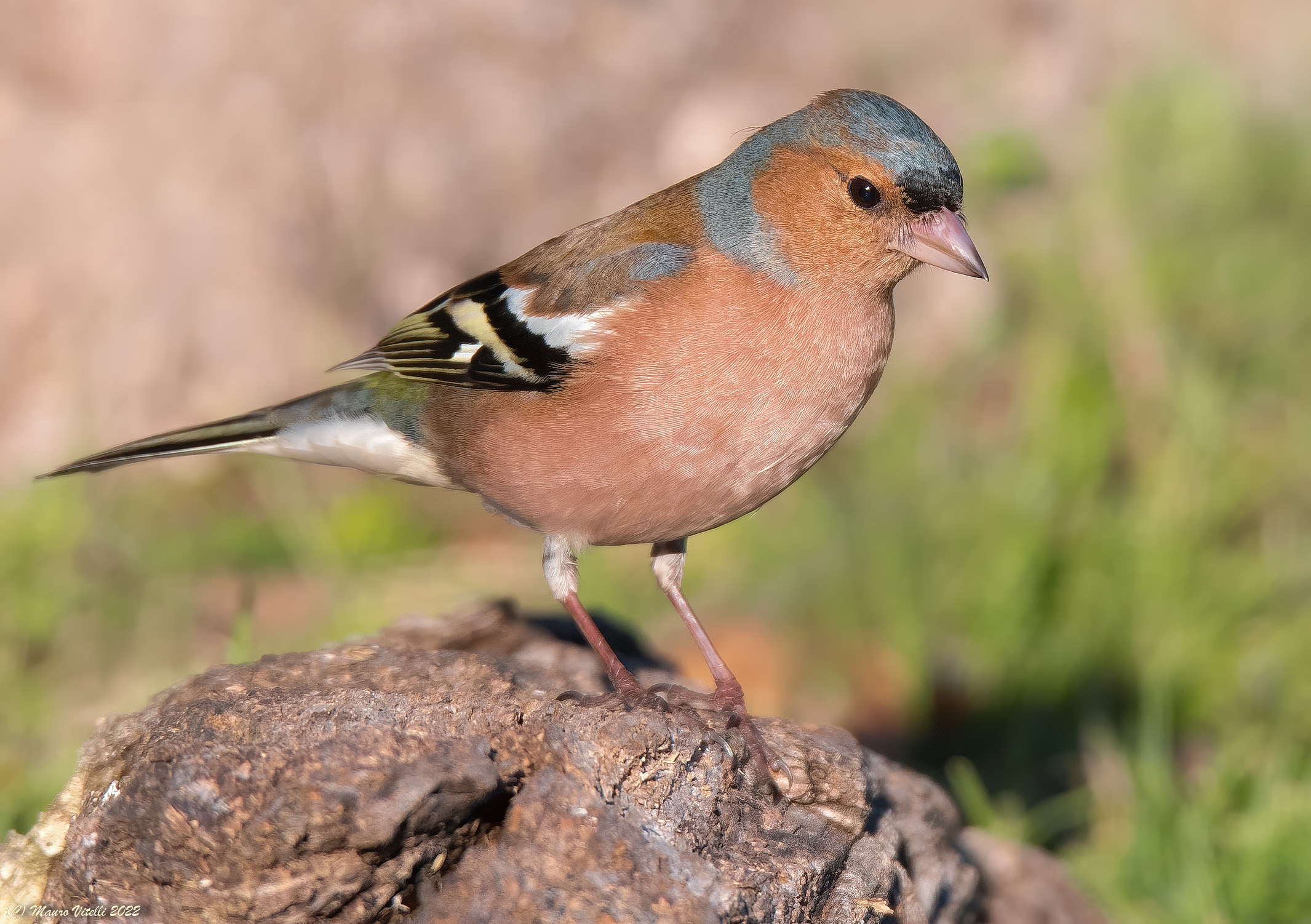 Chaffinch (fringilla) male