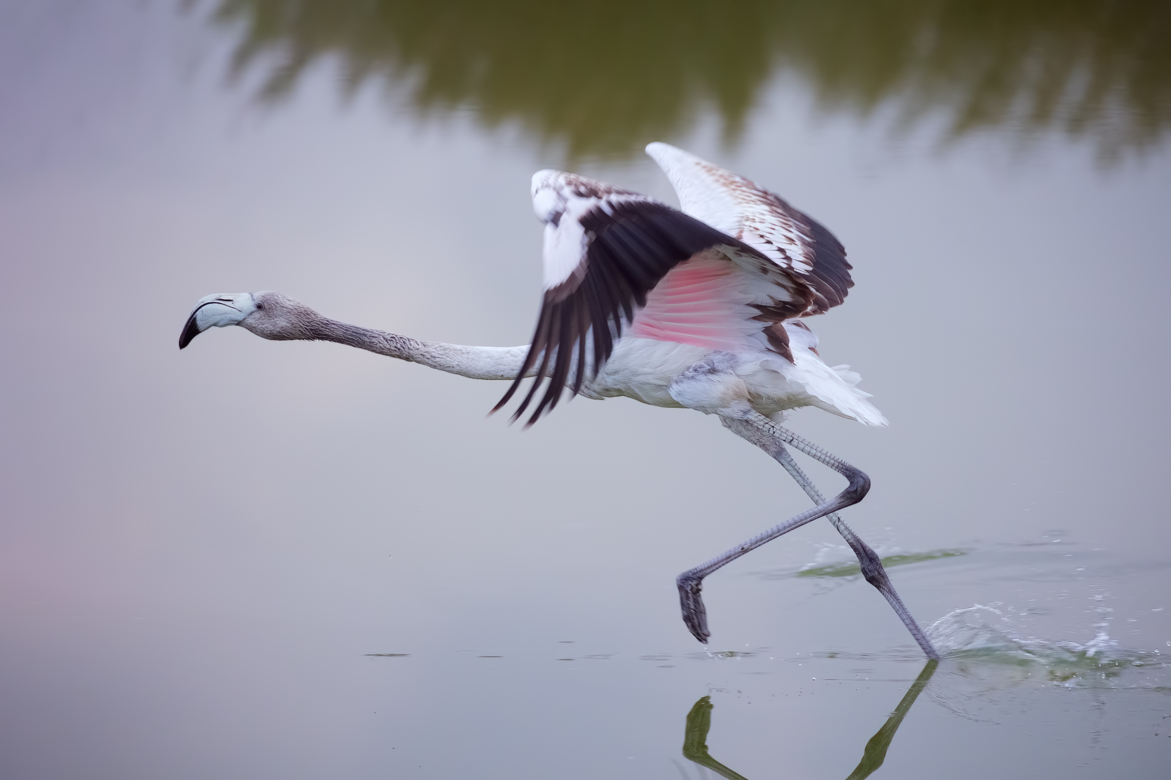 Giovane Fenicottero in Partenza