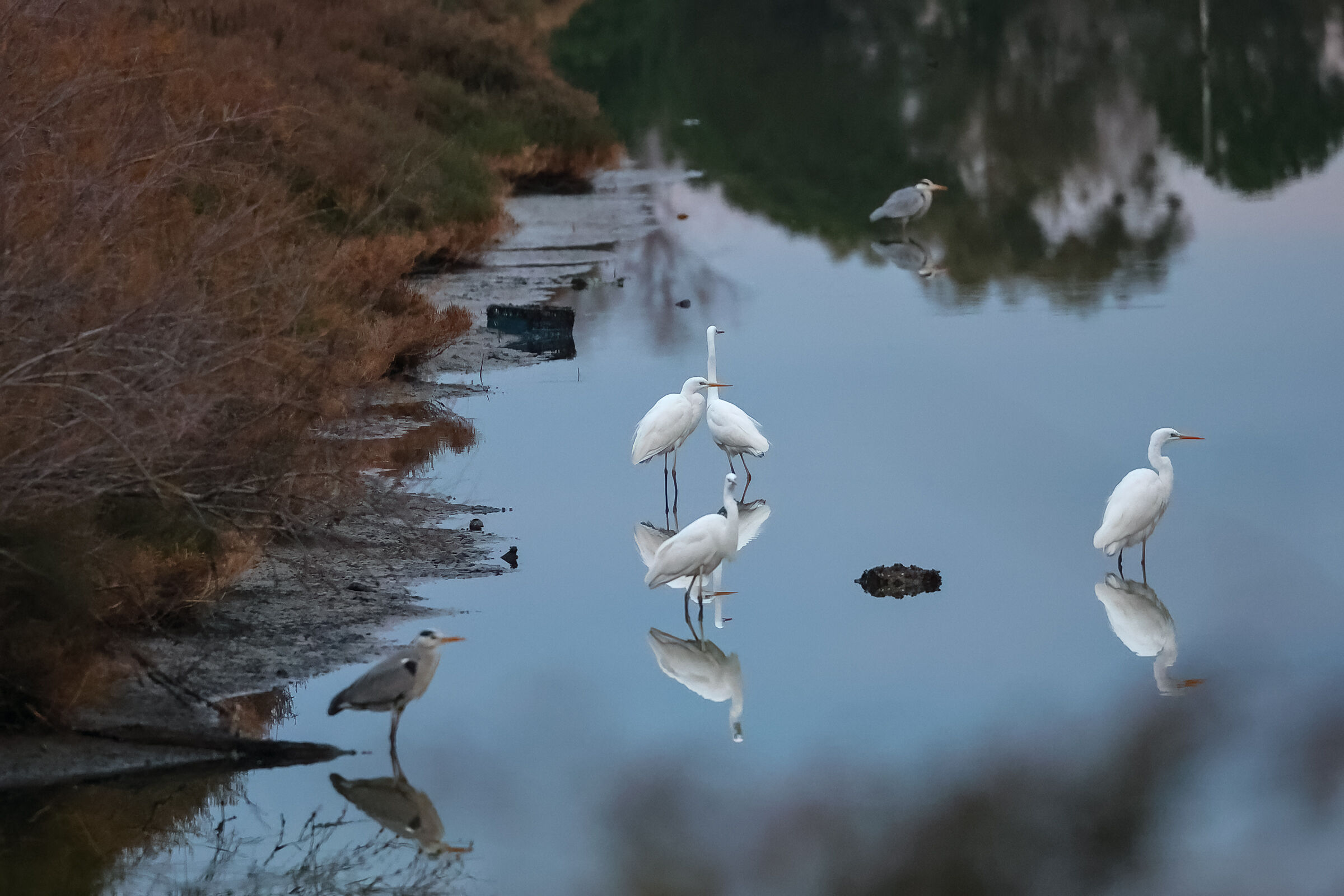 Prime Luci Dell'Alba