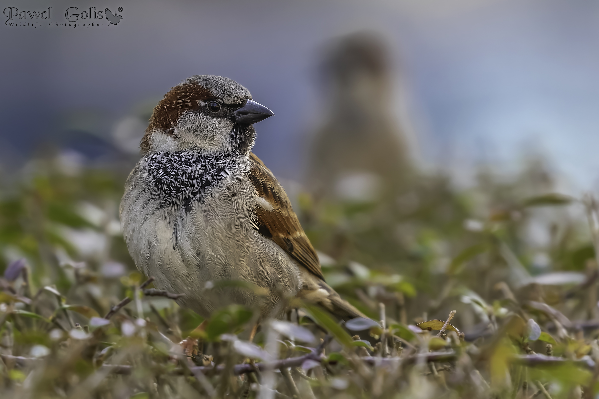 Passero domestico (Passer domesticus)