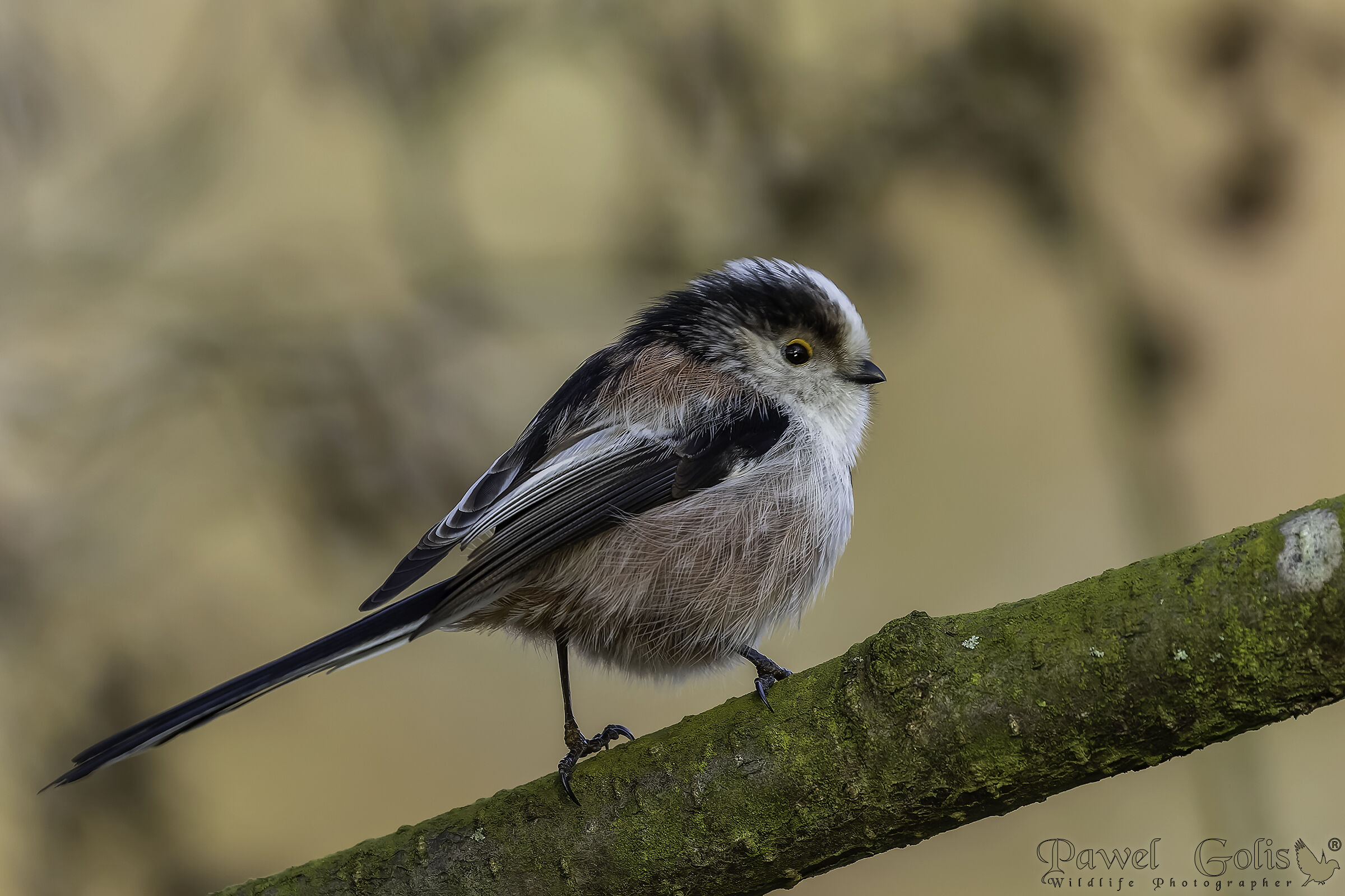 Bushtit dalla coda lunga (Aegithalos caudatus)
