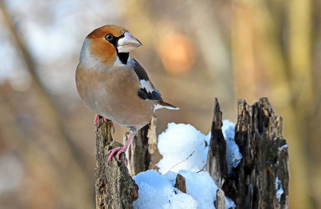 Hawfinch