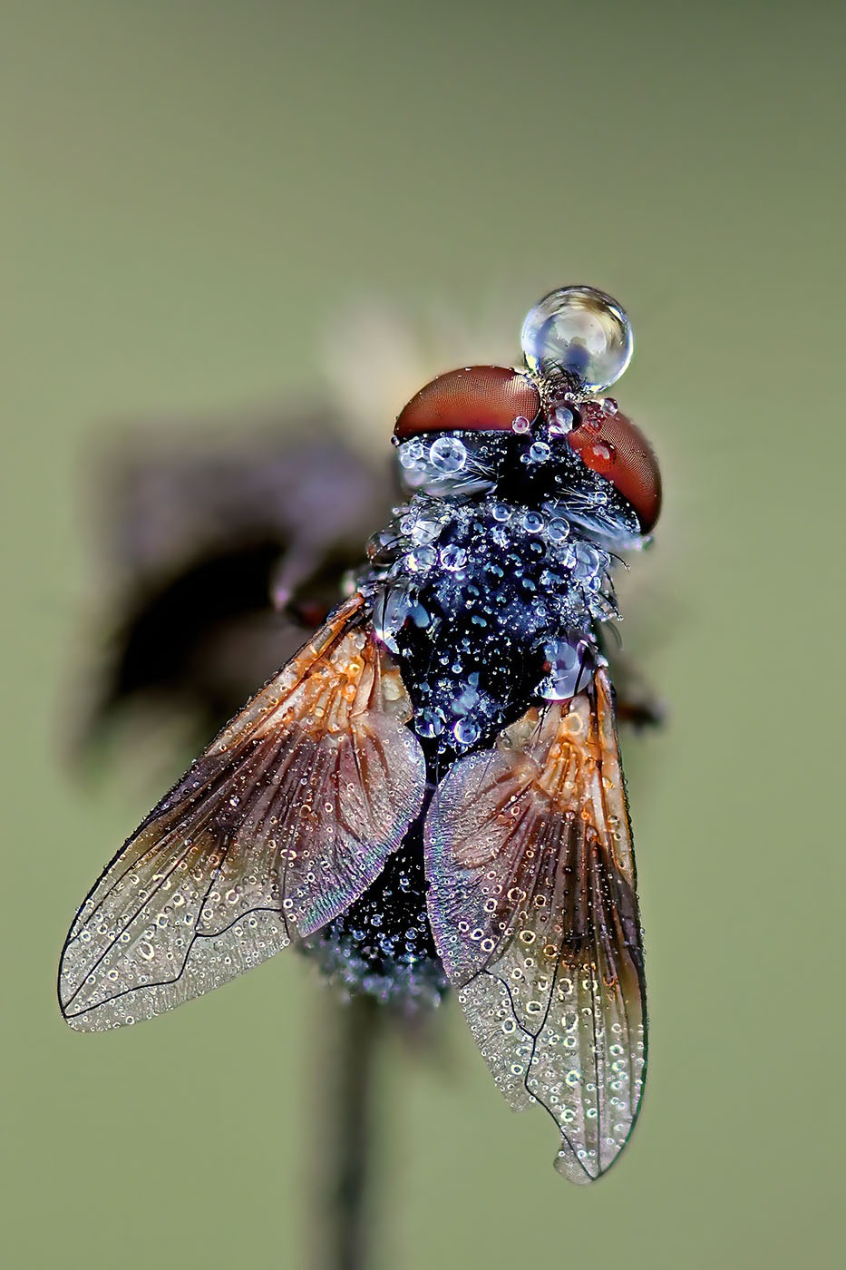 Ectophasia crassipennis