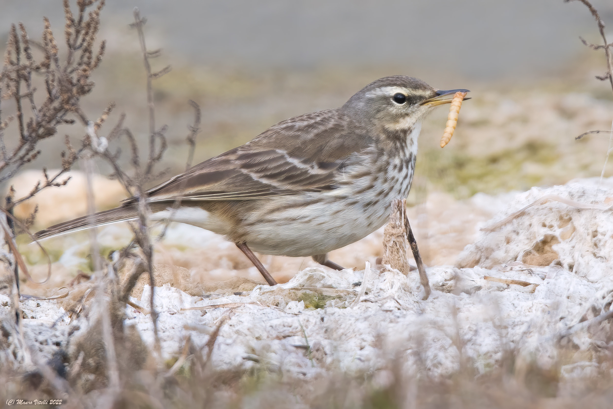 Peephole (Anthus spinoletta)