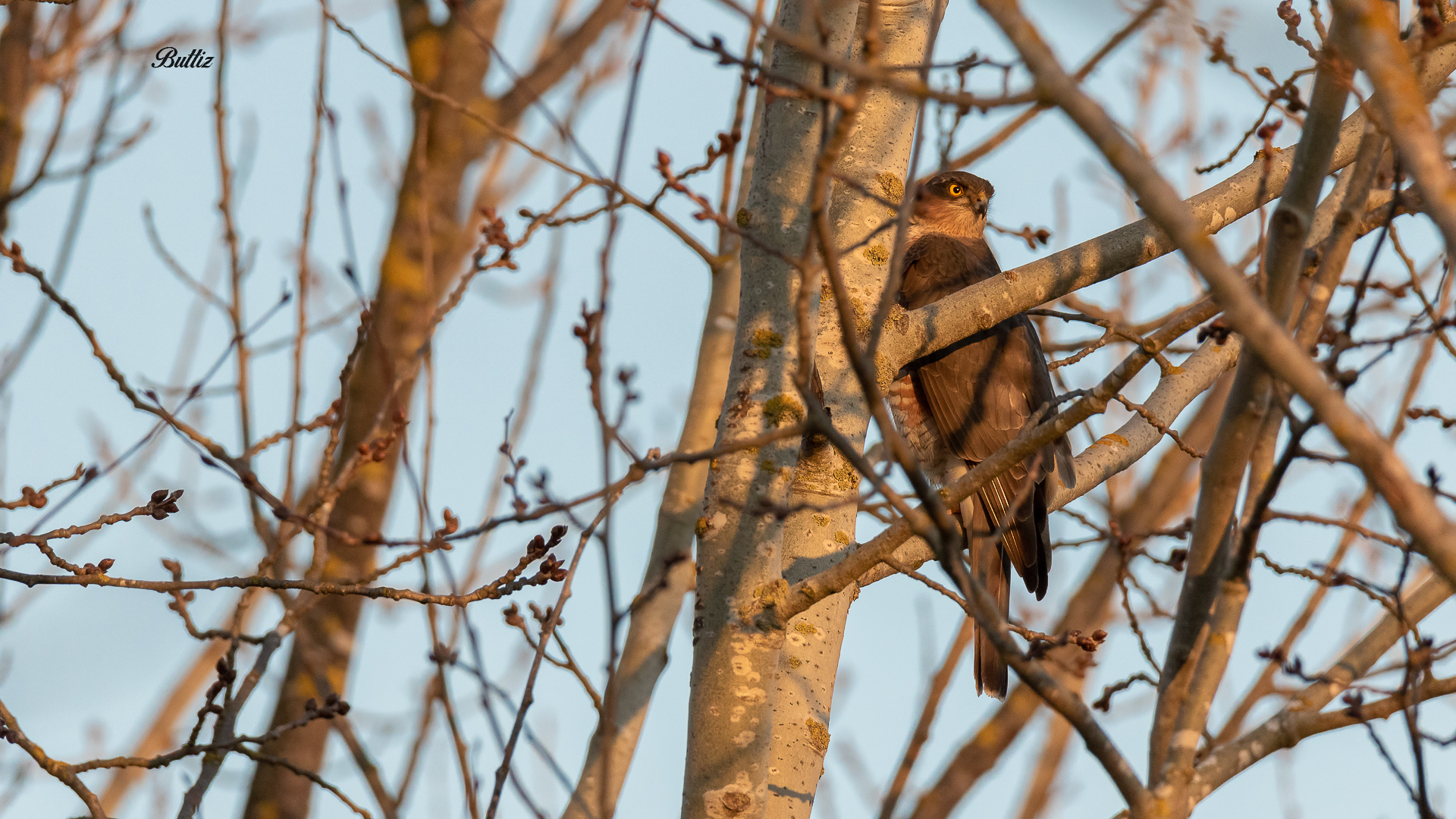 Sparrowhawk (m)