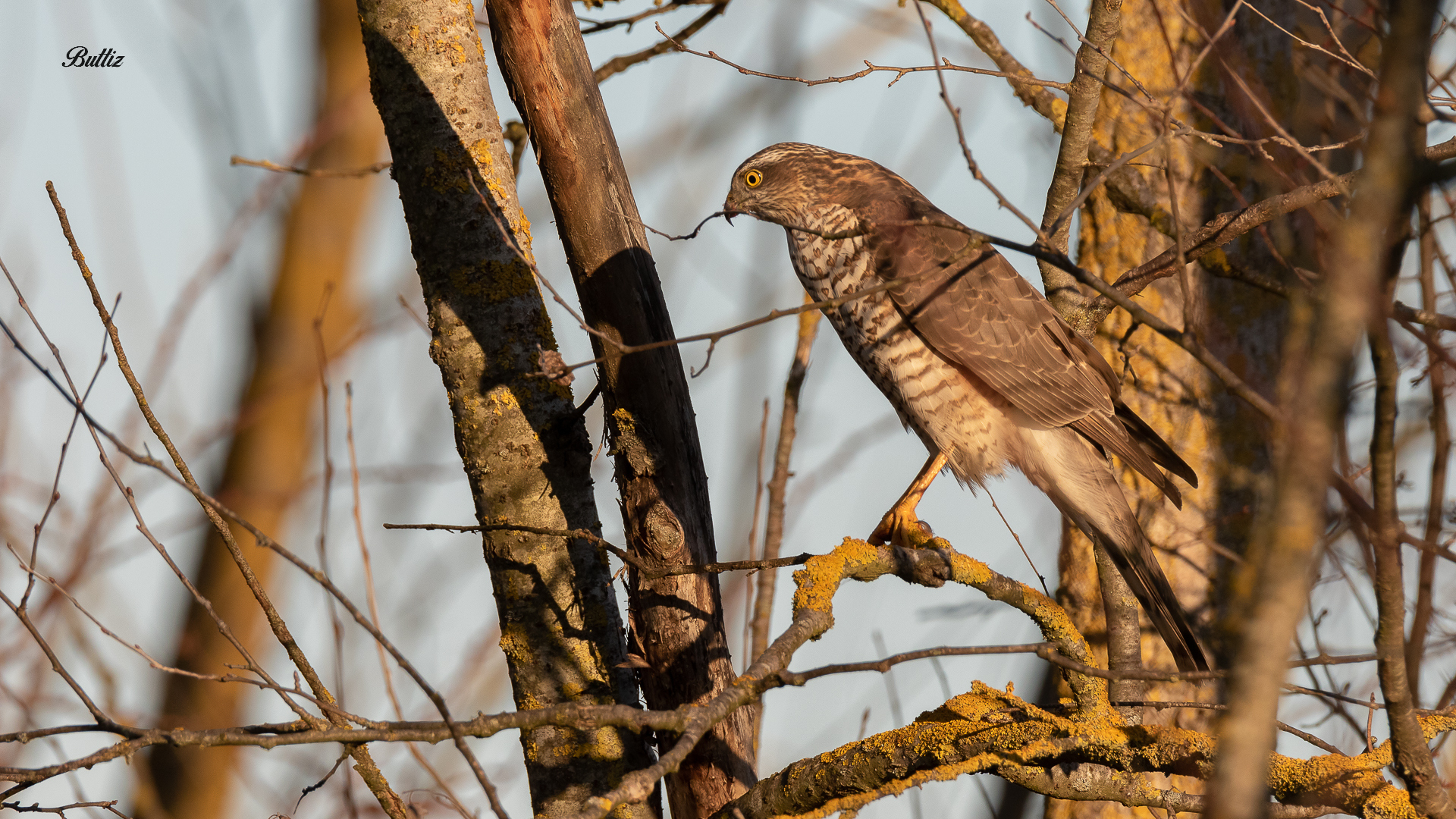 Sparrowhawk (f)