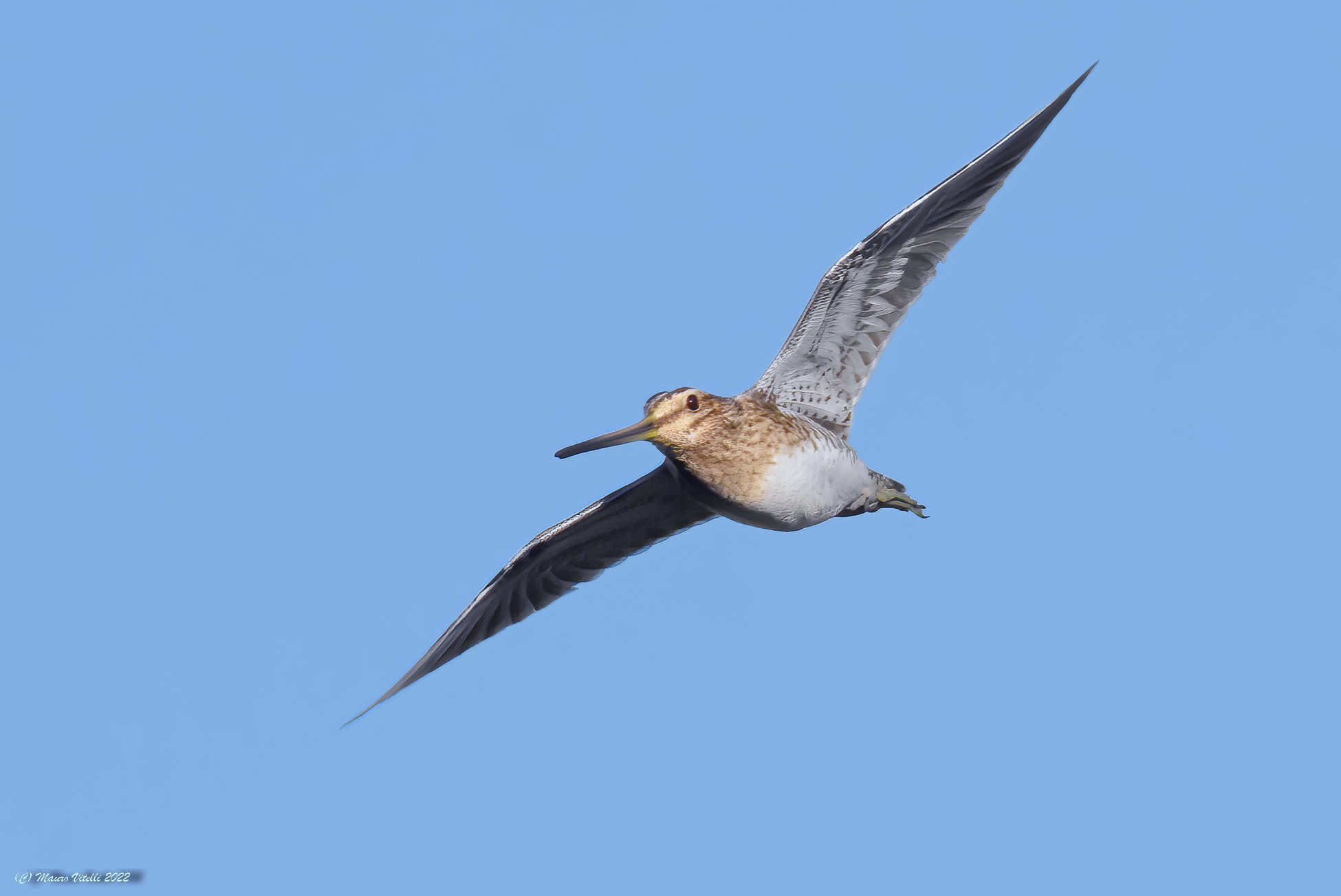 Snipe (Gallinago gallinago)