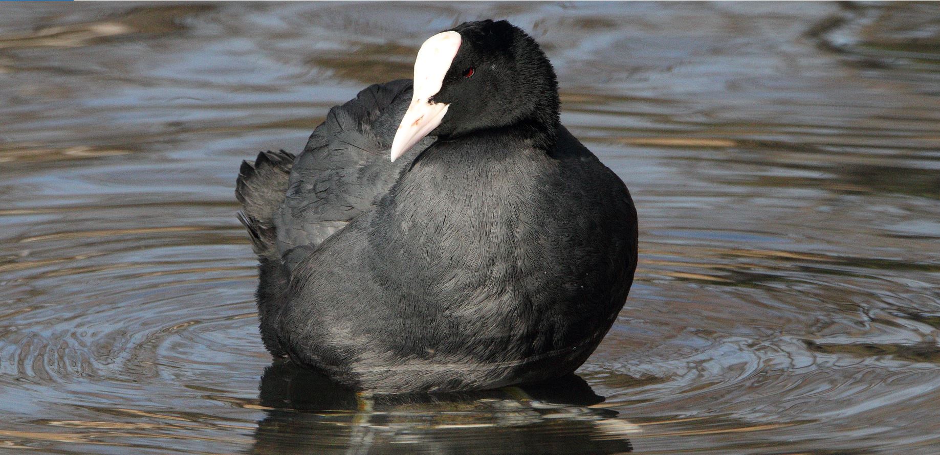 coot 03-02-2022
