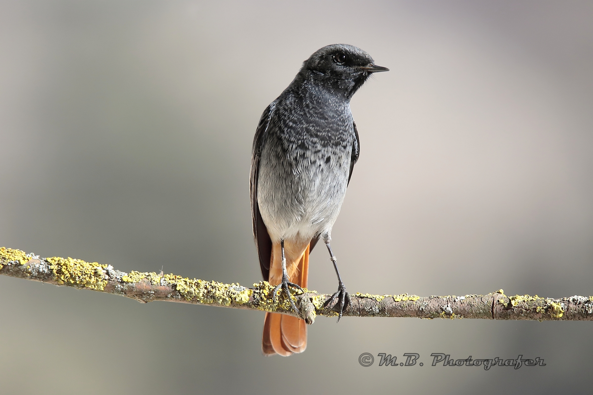 portrait of redstart chimney sweep