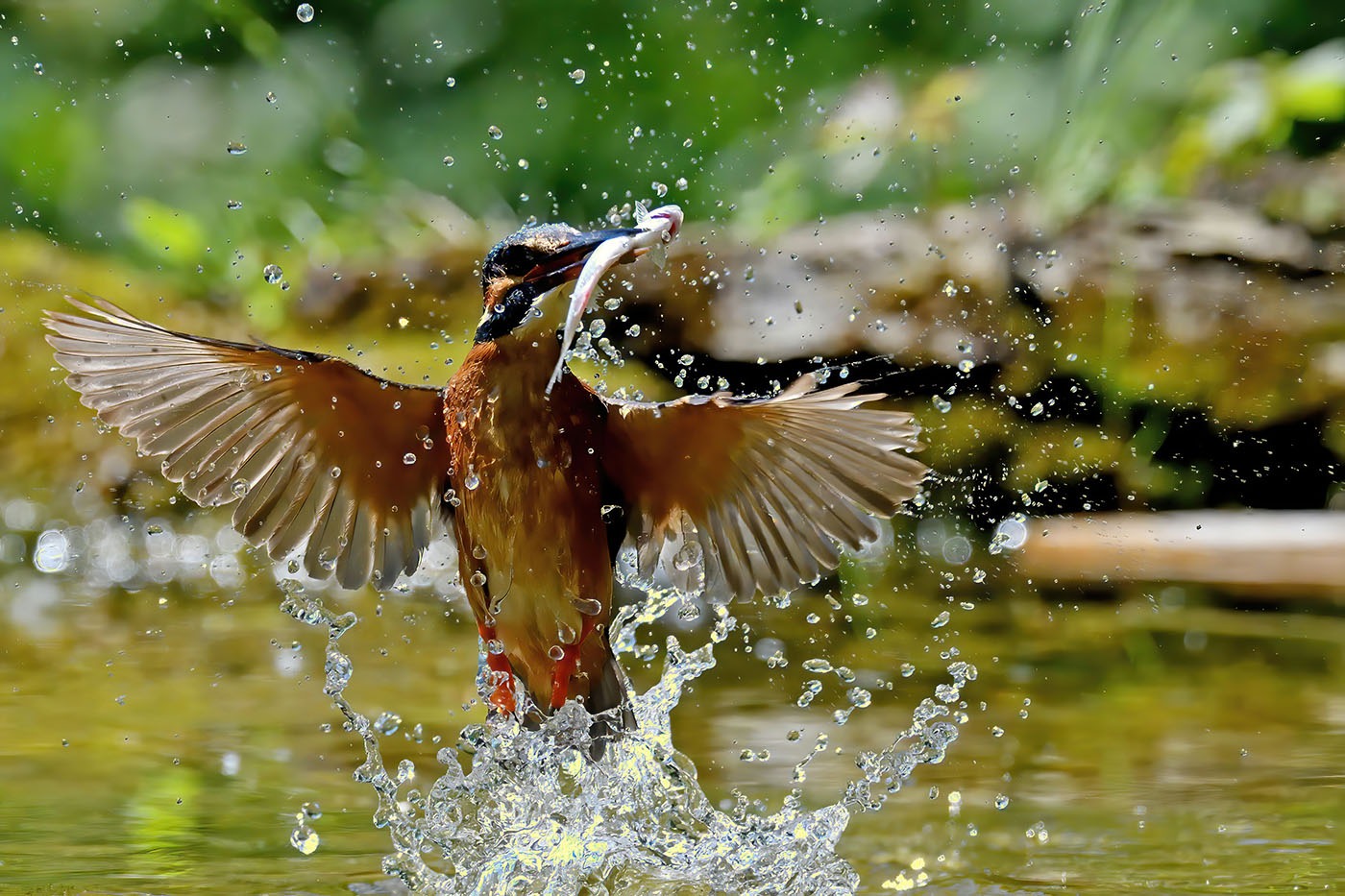 Kingfisher