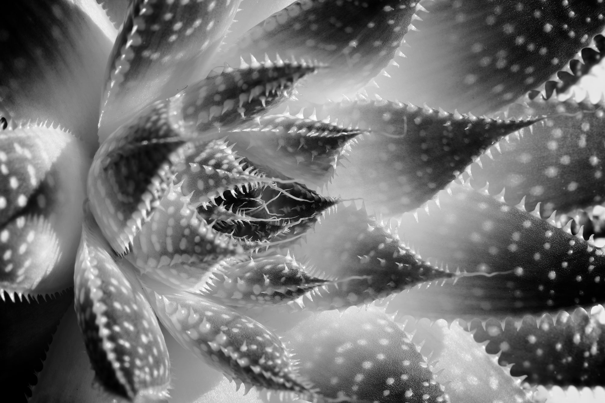Aloe in BW