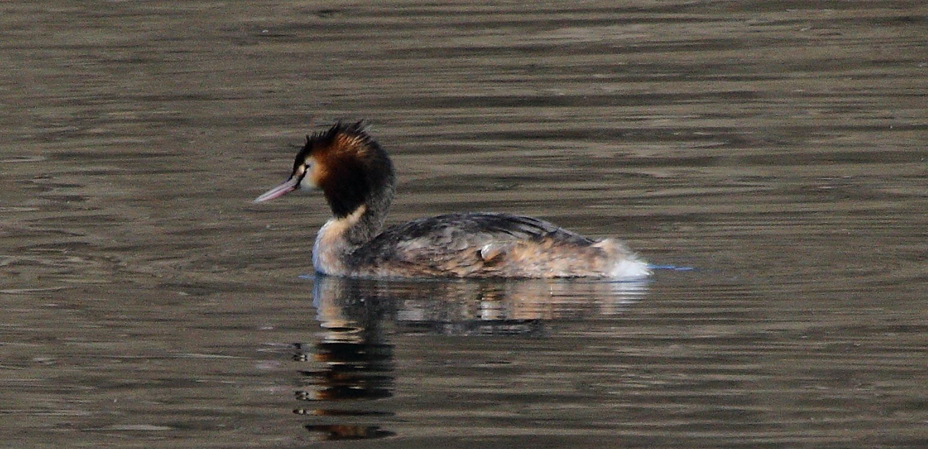grebe 08-02-2022