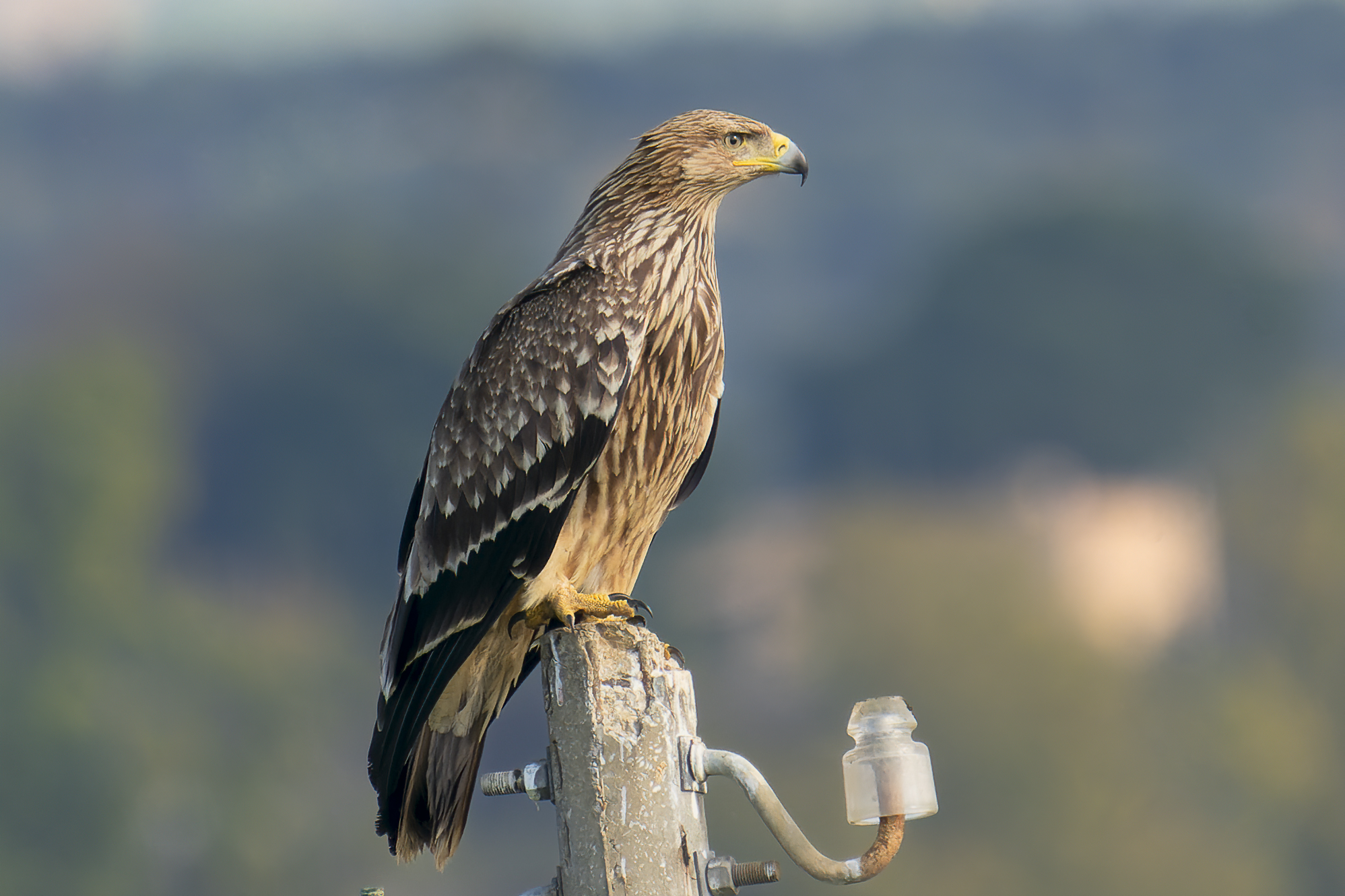 Aquila heliaca -Imperial