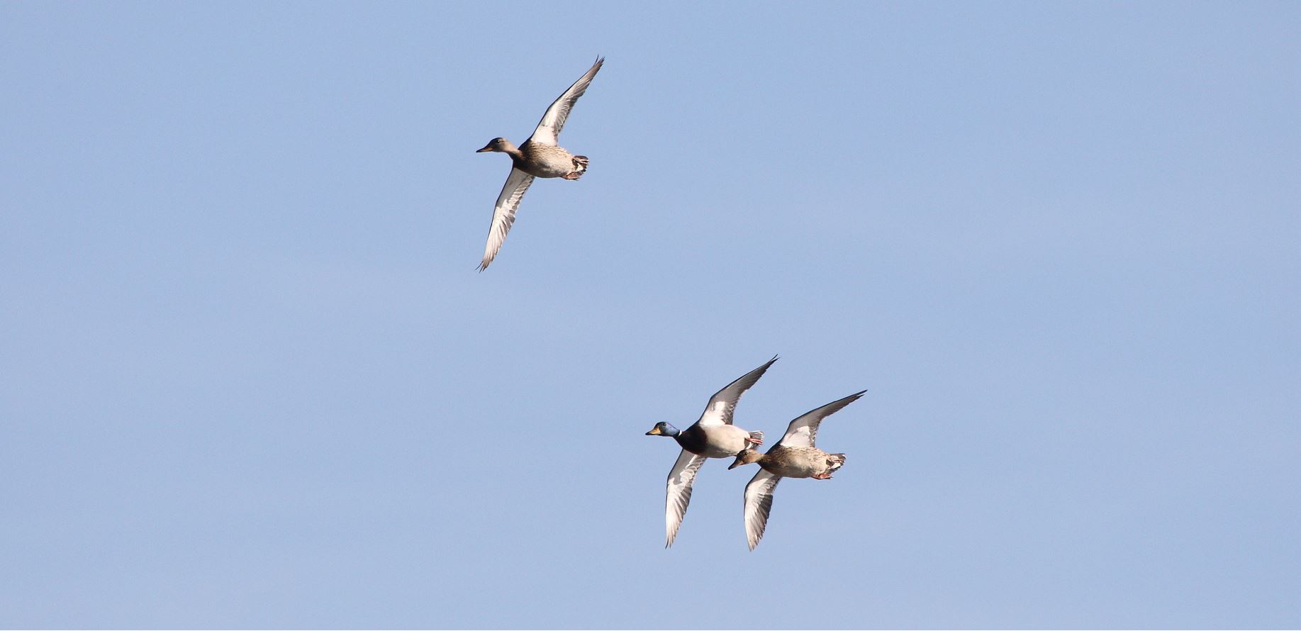 germani in flight 08-02-2022